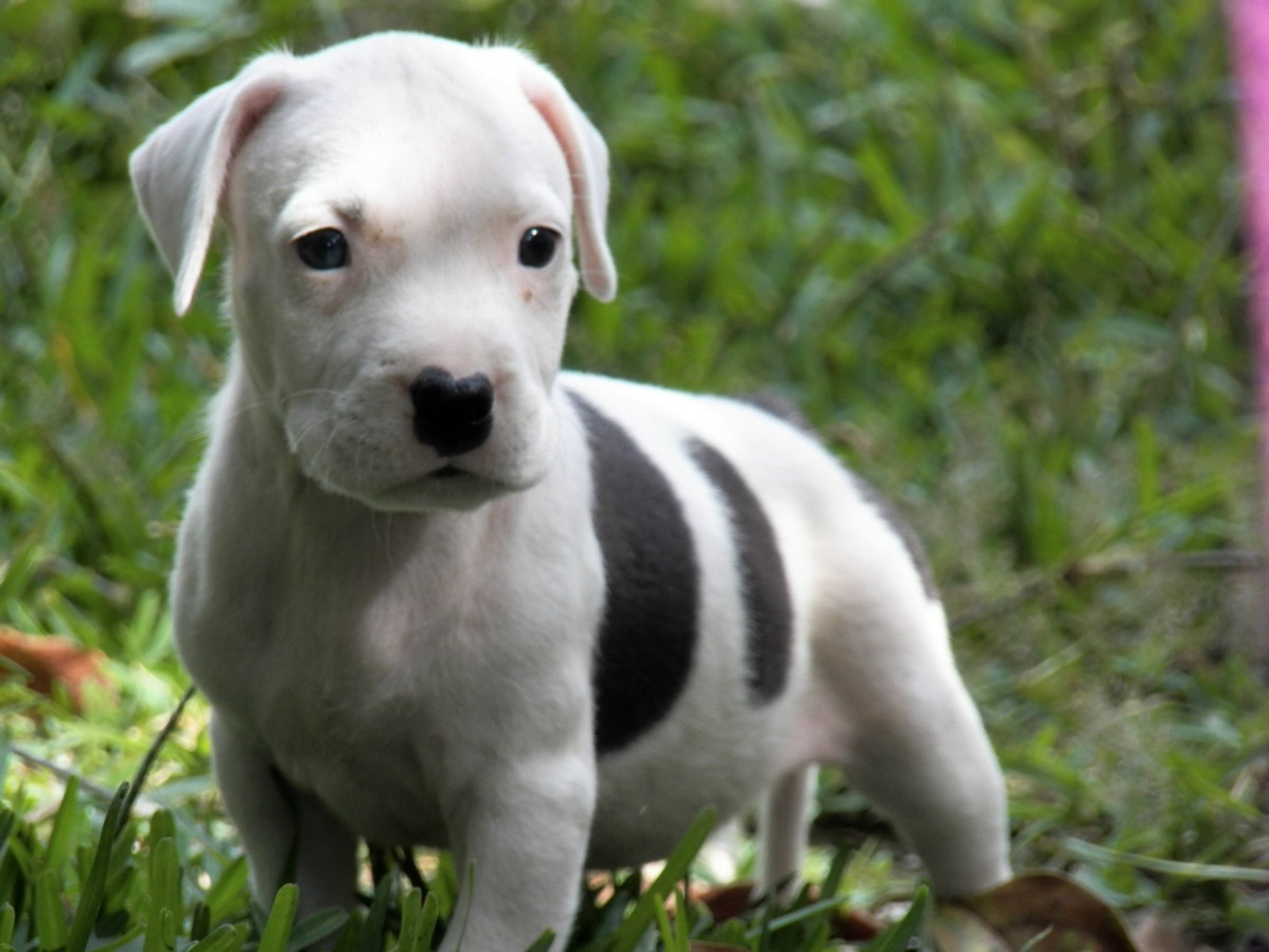 Pitbull Puppies Wallpaper High Definition Quality Widescreen