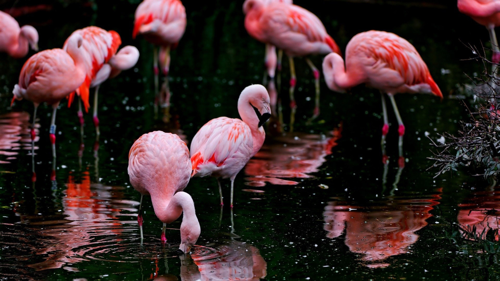 Large Flamingo Wallpaper