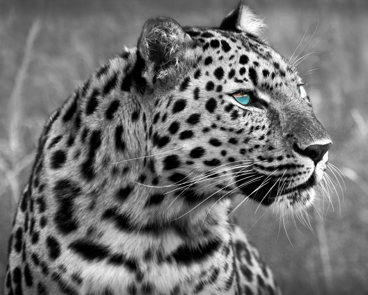 Black And White Leopard Desktop Wallpaper