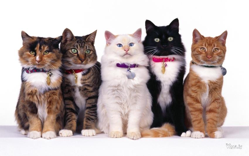 Different Colored Cats Sitting In A Queue Large Wield Size HD