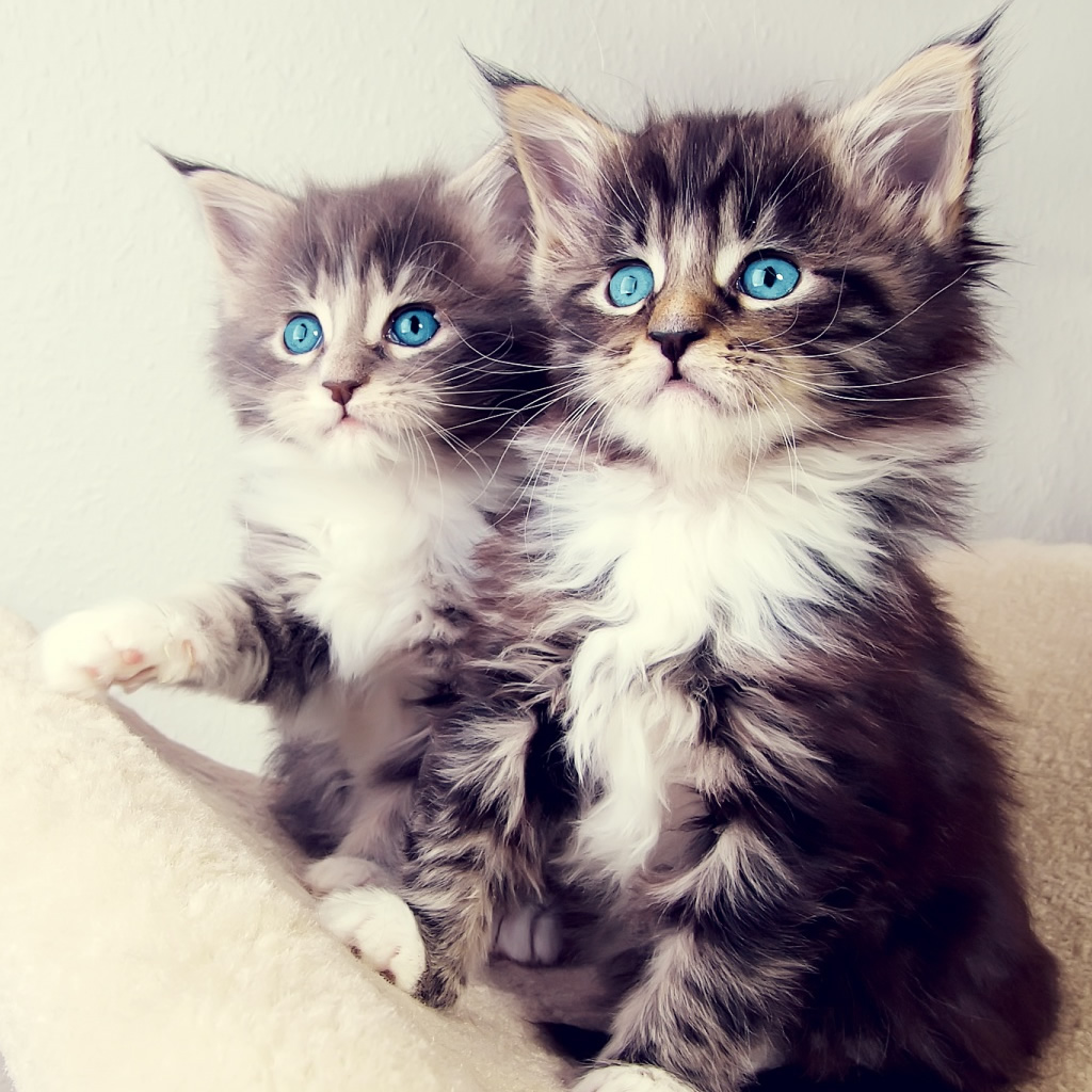 Cute Kittens iPad Wallpaper iPhone
