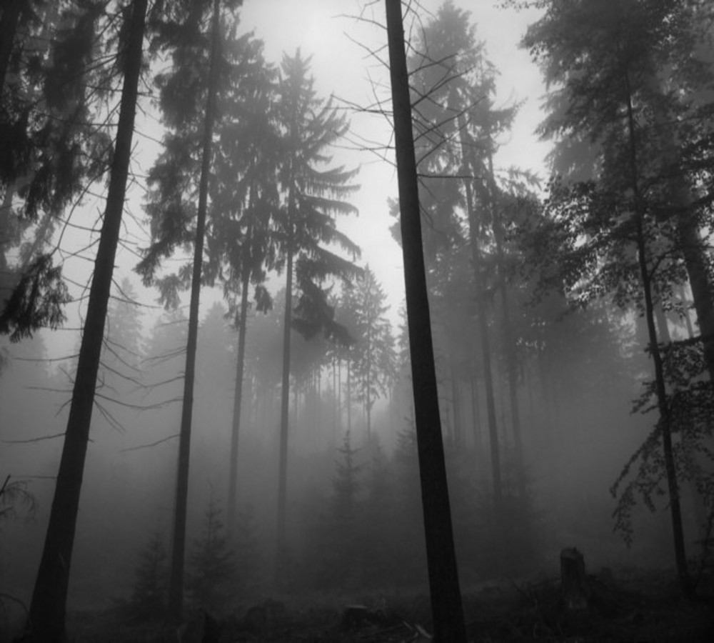 Black And White Fairy Woods Wallpaper S