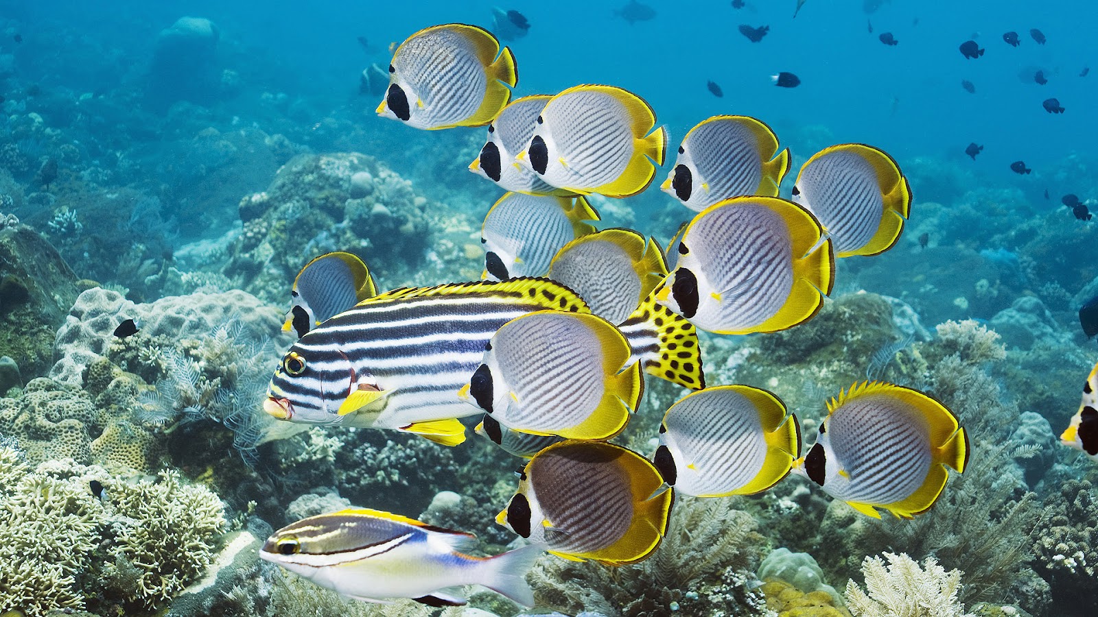 Group Of Swimming Ropical Fish HD Animals Wallpaper