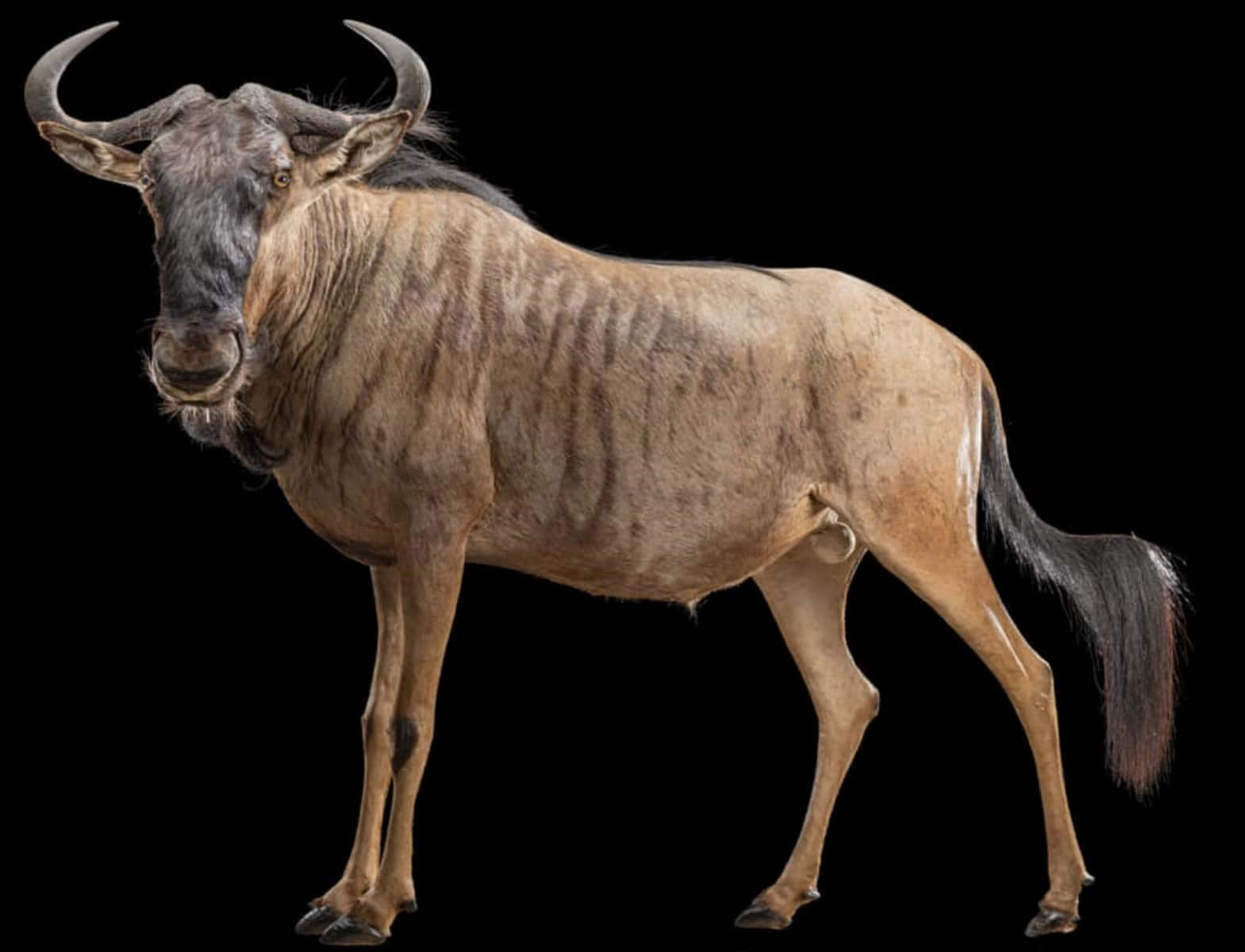 A majestic wildebeest standing against a black background, showcasing its unique markings and powerful build