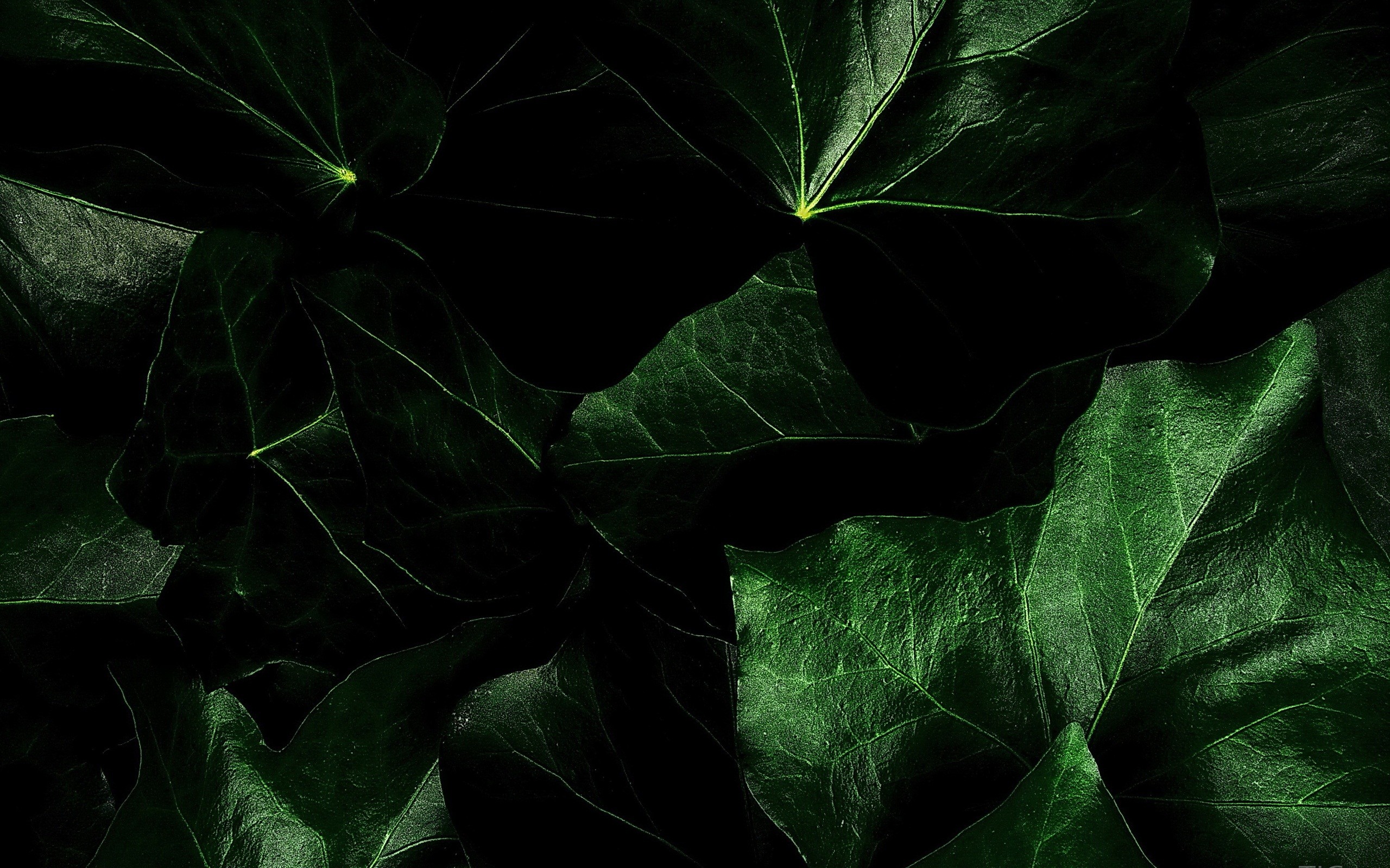 Dark Green Wallpaper