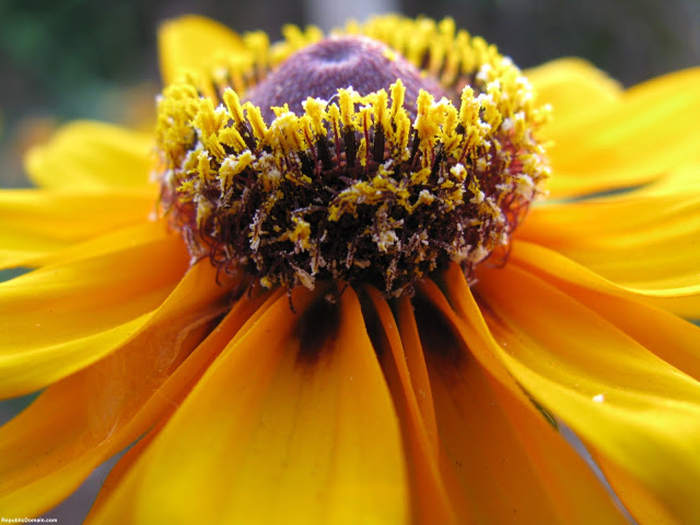 Best Yellow Flowers For Your Garden Wallpaper HD Online