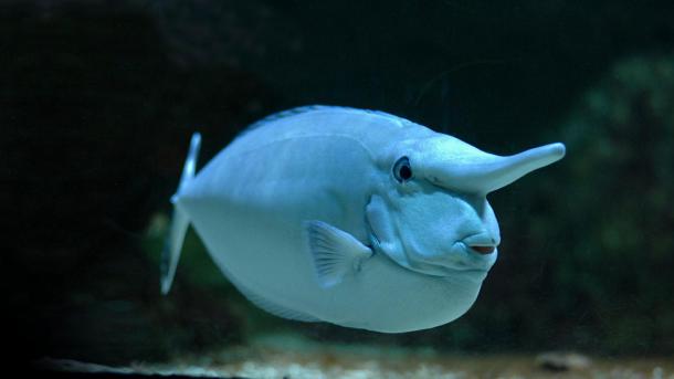 From The Indo Pacific Deeps Here S Whitemargin Unicornfish