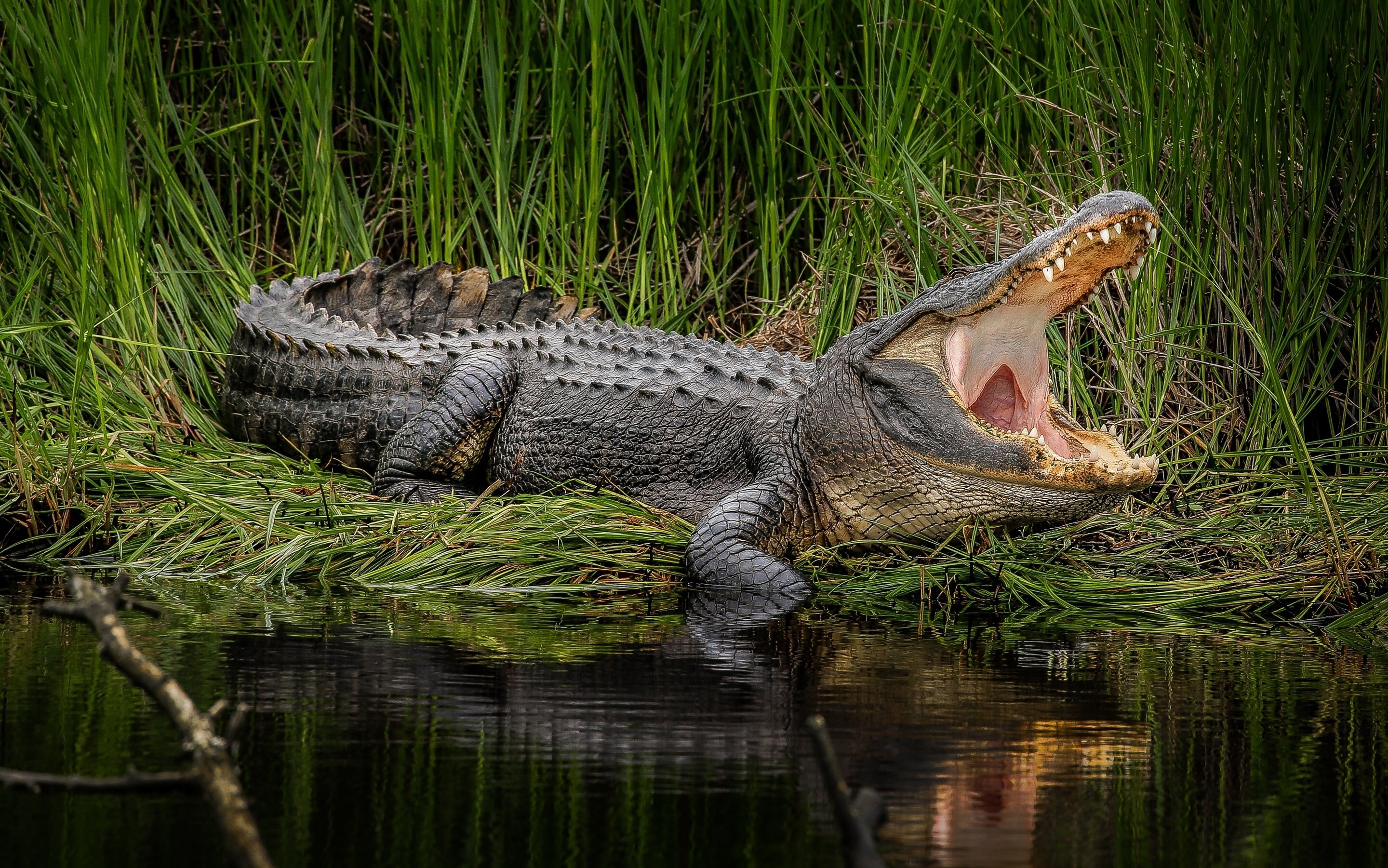 Alligator Lake Swamp Predator F Wallpaper