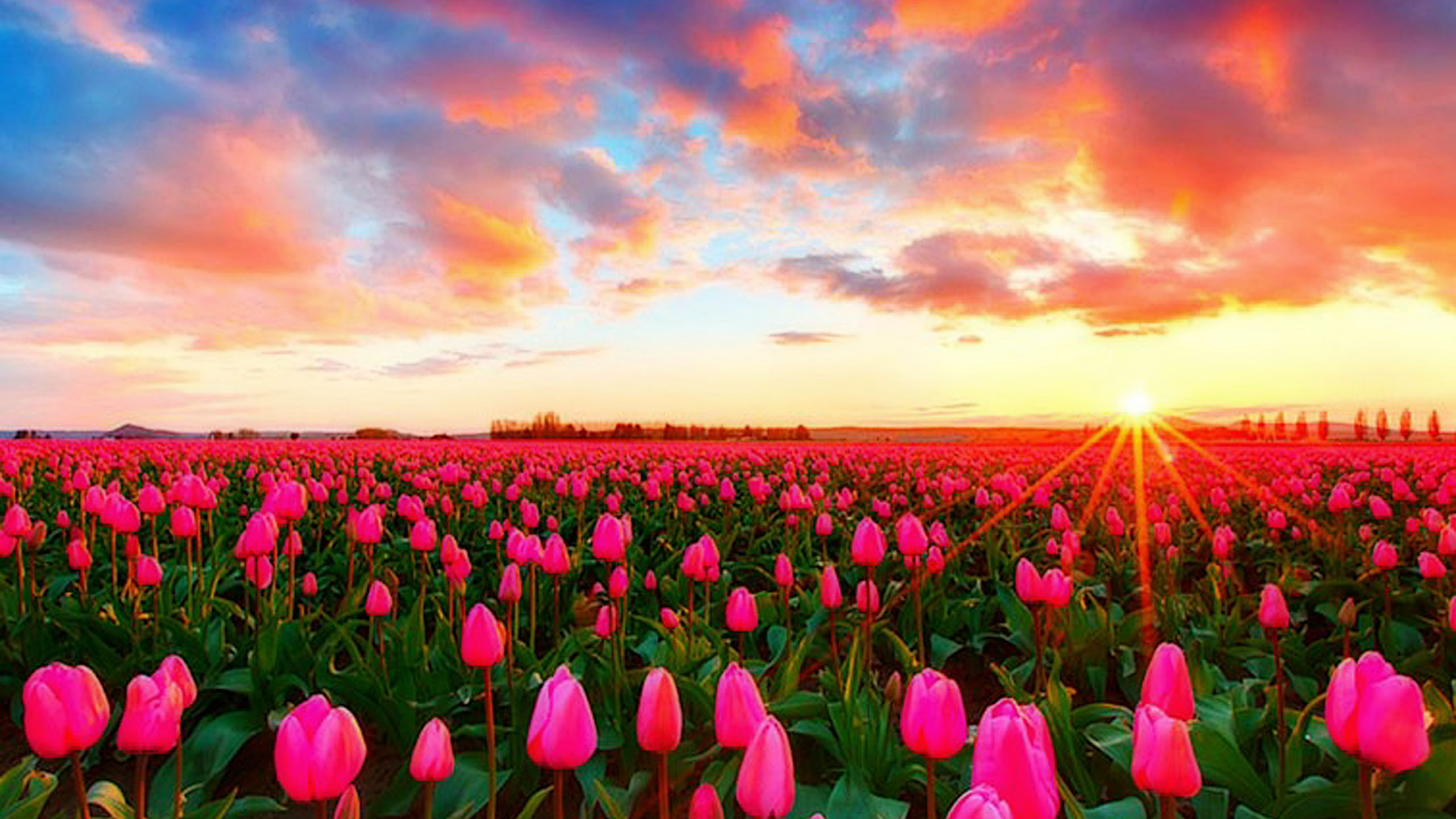 Pink Tulip Field HD Wallpaper