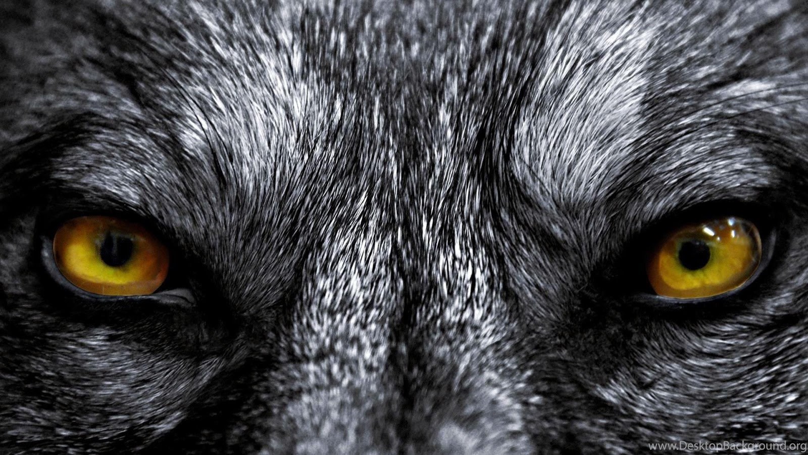 Live Wolf Wallpaper Eye Black Close Up Canidae Snout
