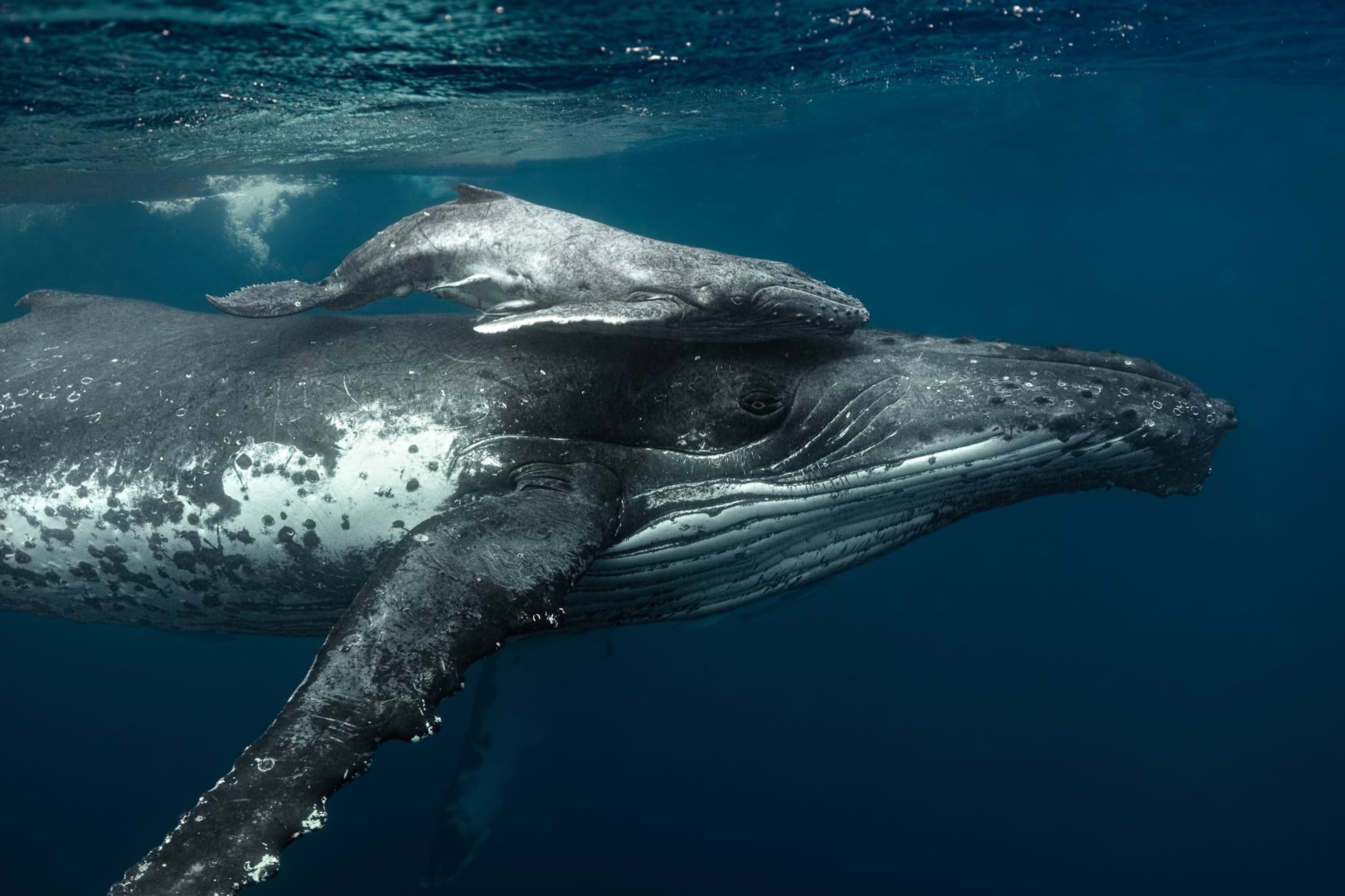 Humpback Whale Calf Image Wallpaper