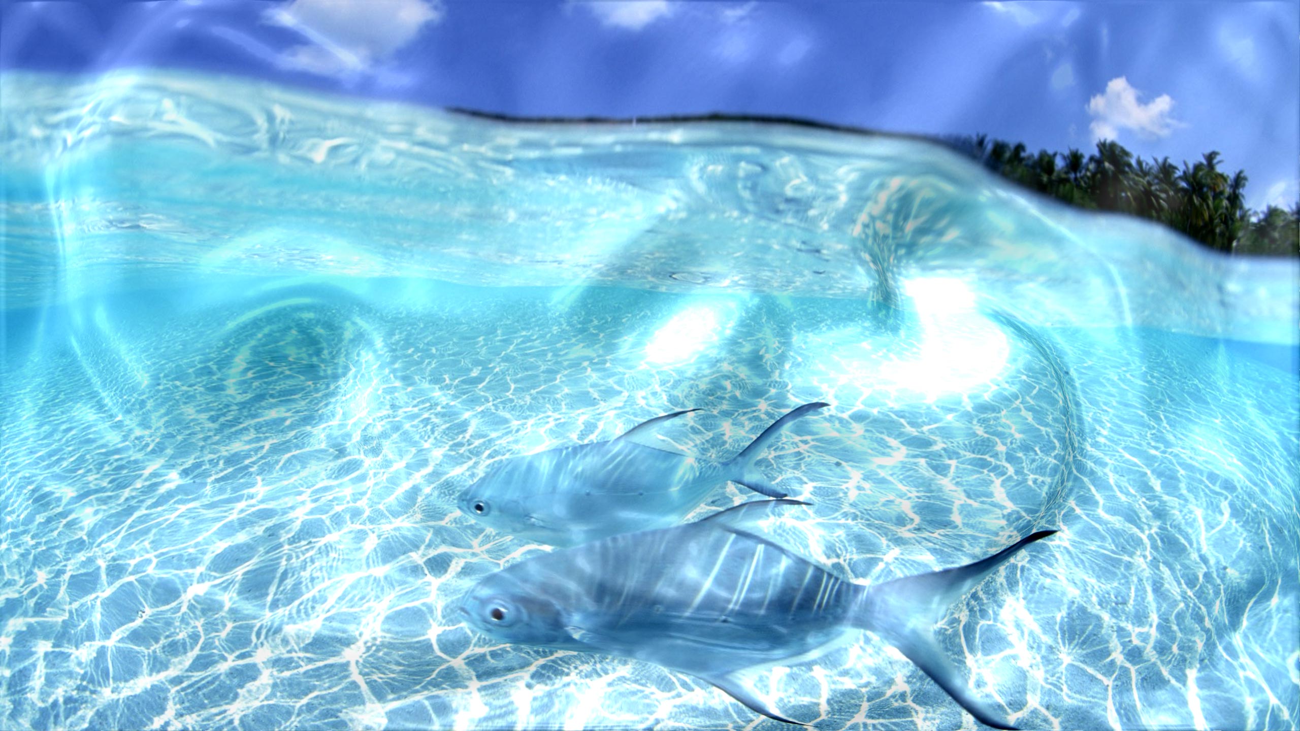 T Ng H P 3d Live Desktop Background V Ch L Cao Wallpaper