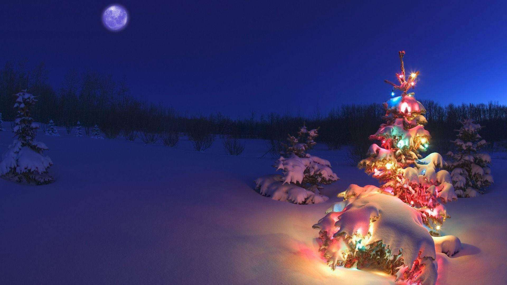 Download Brighten up the Holiday Season with a Christmas Tree