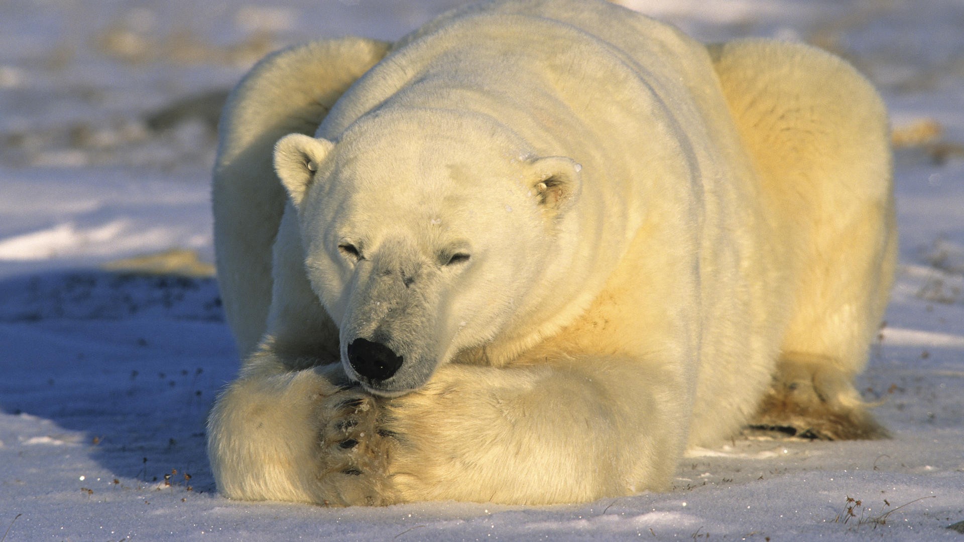 Polar Bear Wallpaper Background