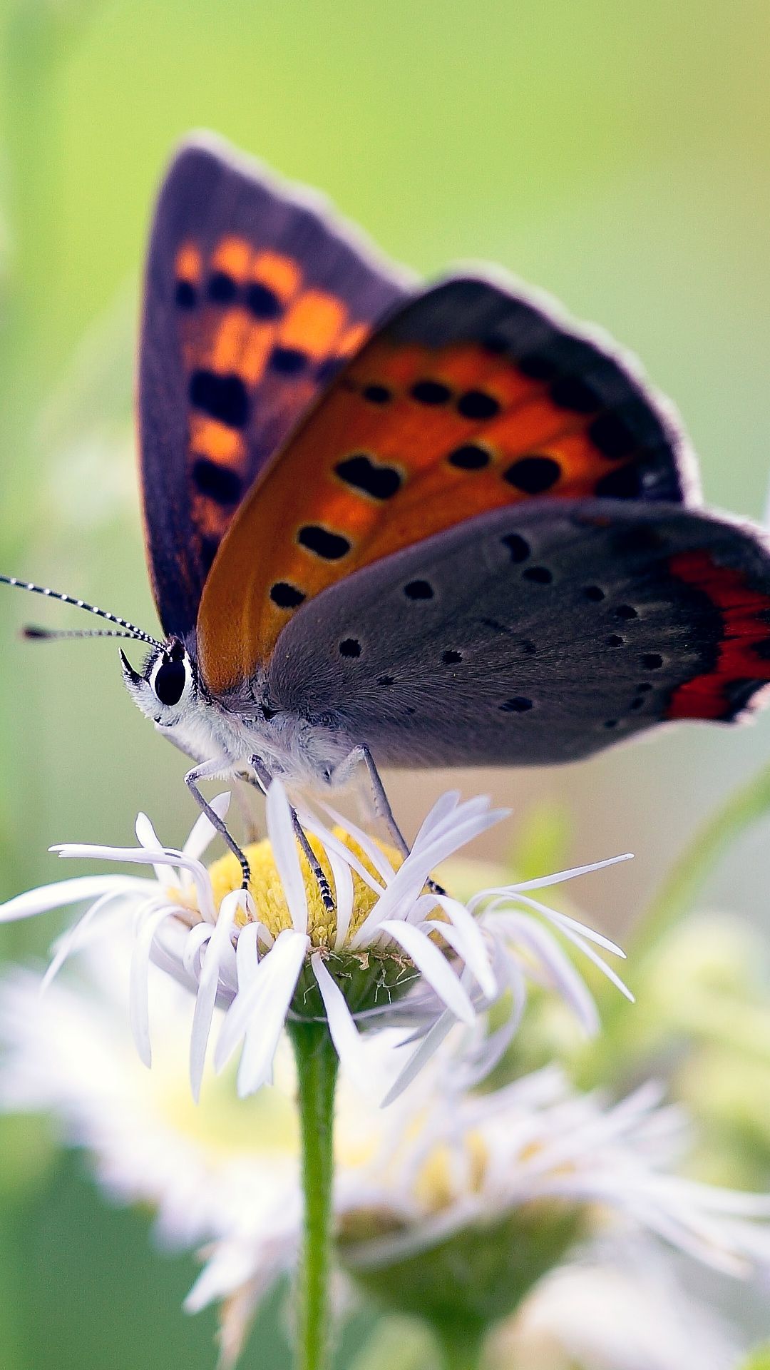 Amazing Butterfly On Flower Nature HD Wallpaper 4k In