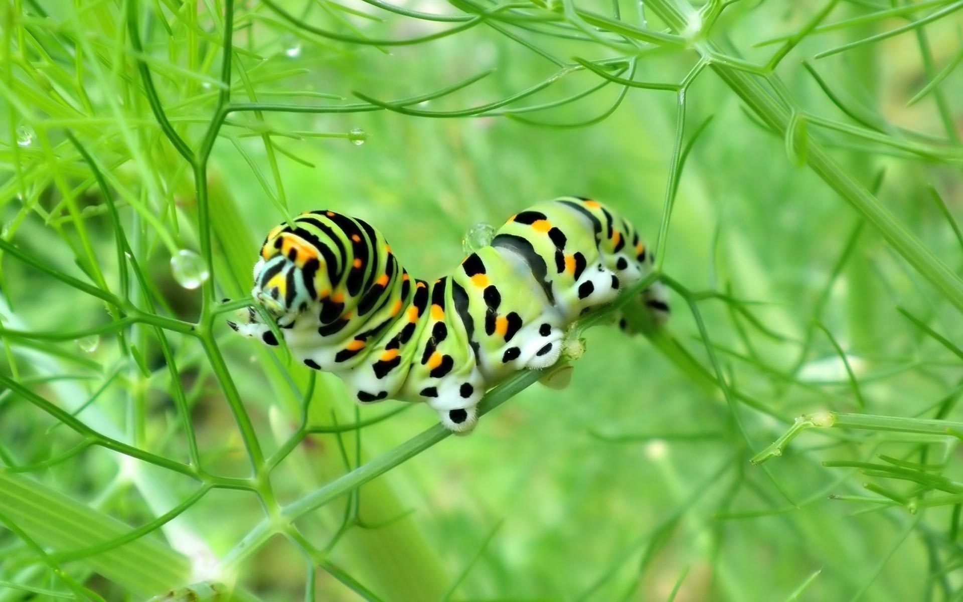 Desktop Wallpaper Gallery Animals Mature Caterpillar Monarch