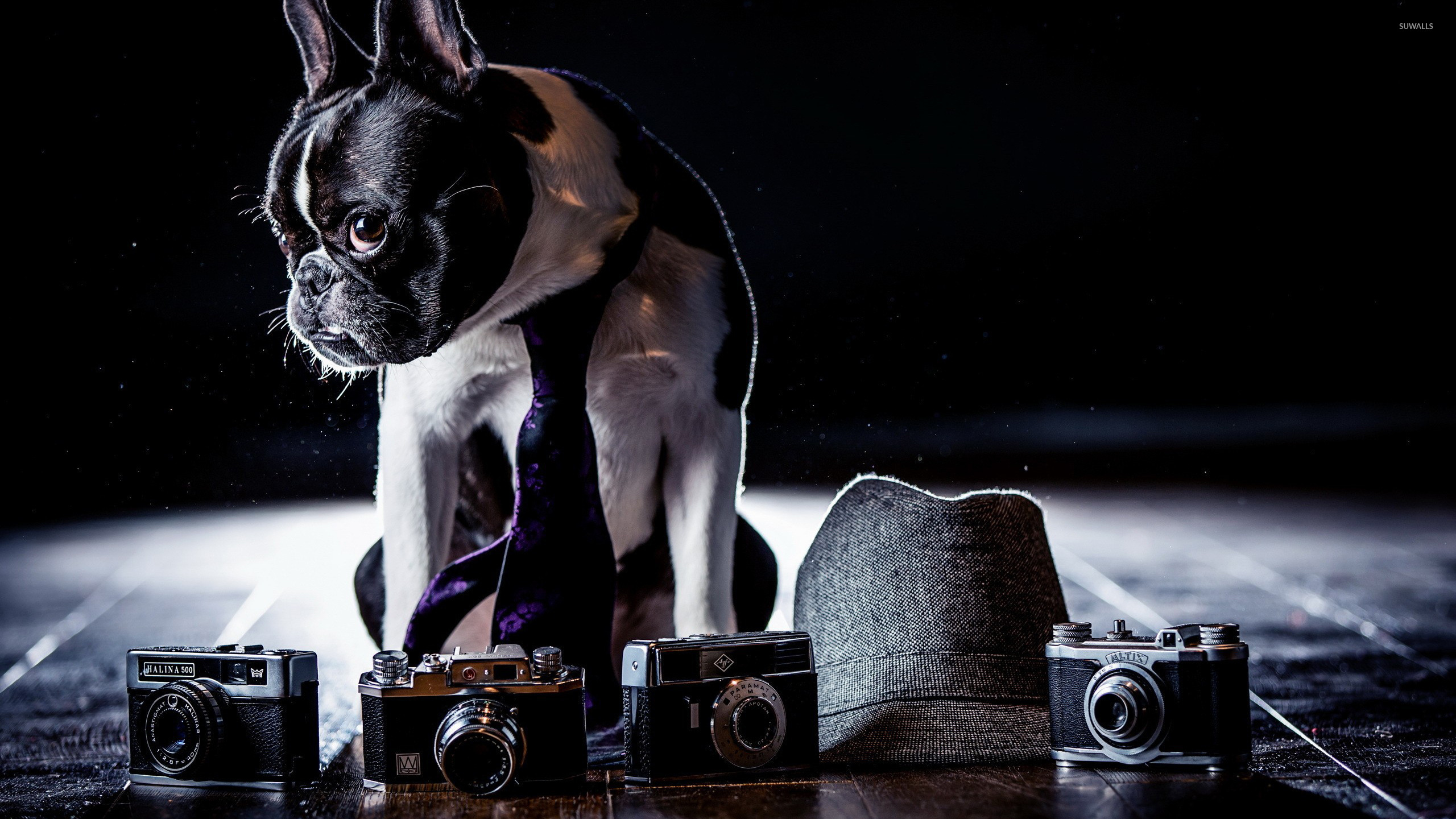 French Bulldog Wallpaper