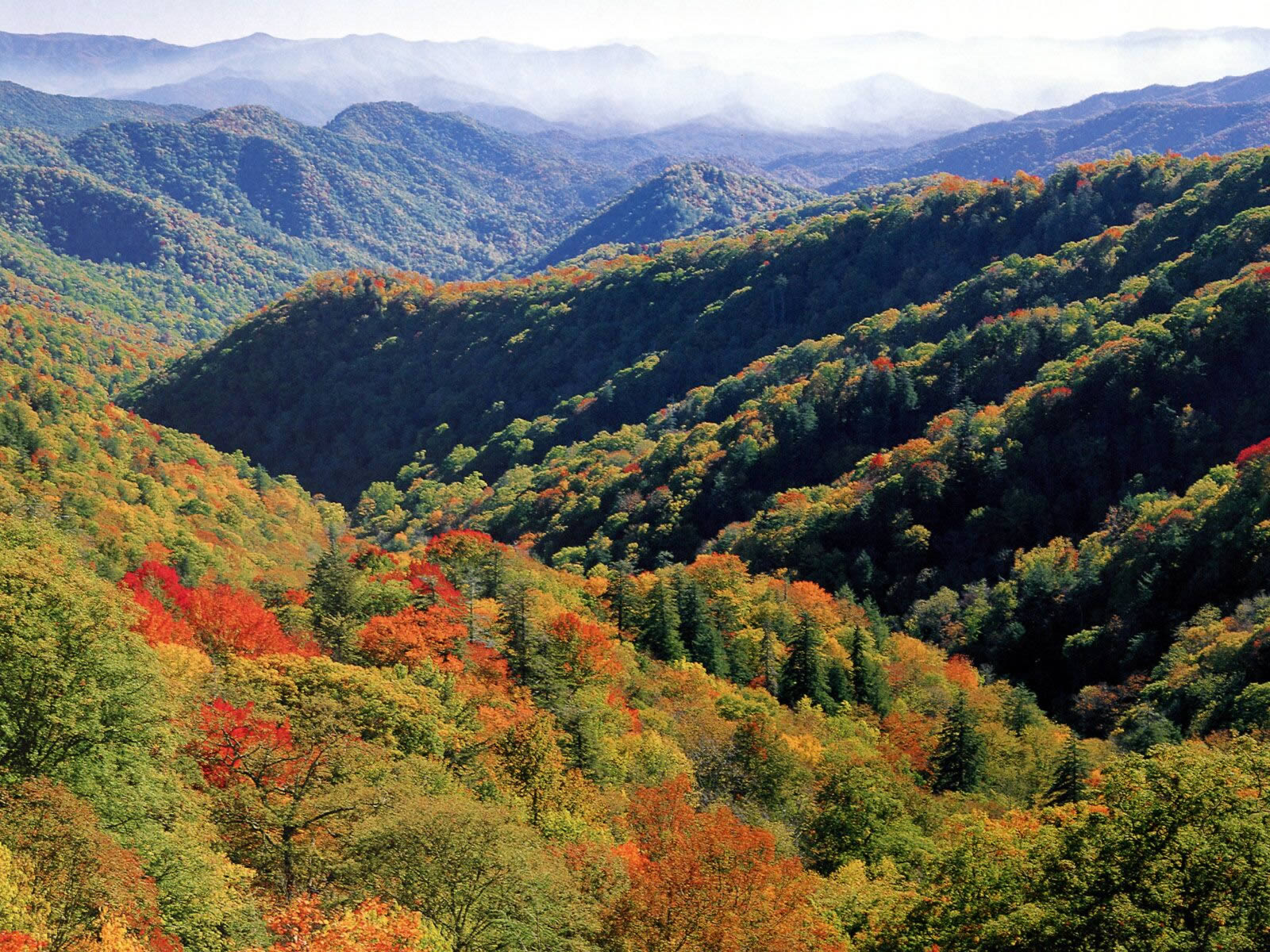 North Carolina Great Smoky Mountains Nature Wallpaper Featuring