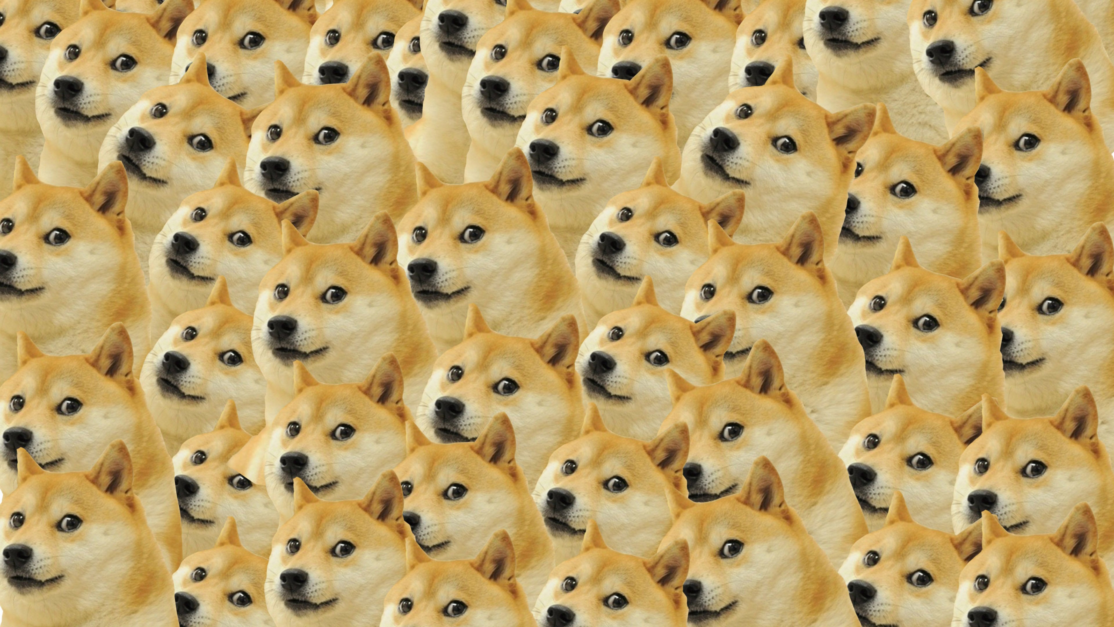 Doge Wallpaper Similar Results Search Results Doge Wallpaper