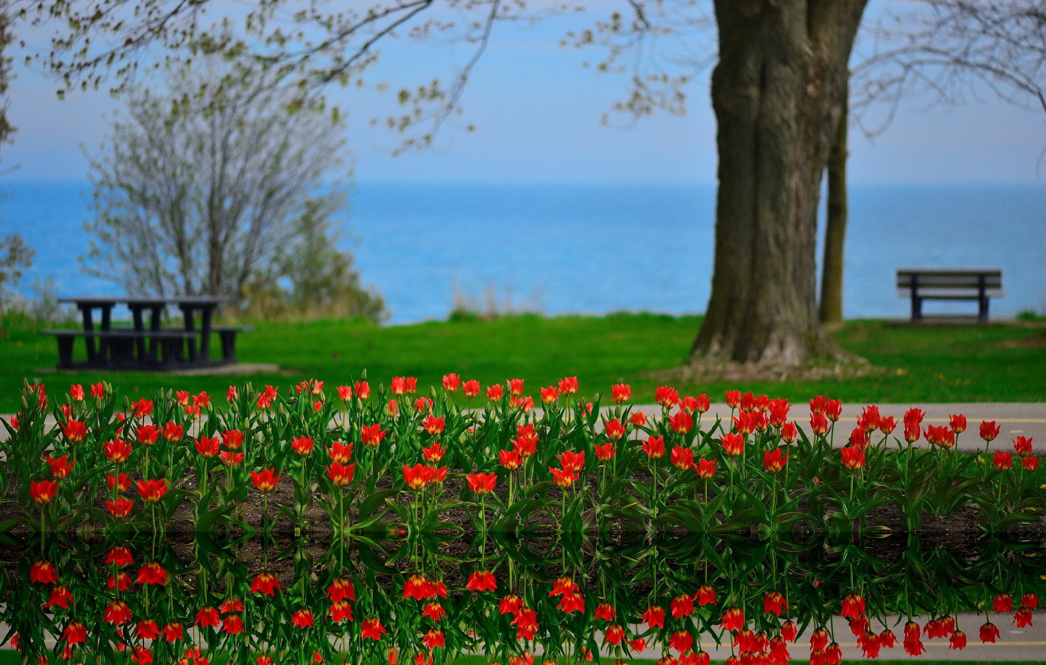 Flowers Tulips Landscape Reflection Lake Ontario Canada Spring Beauty