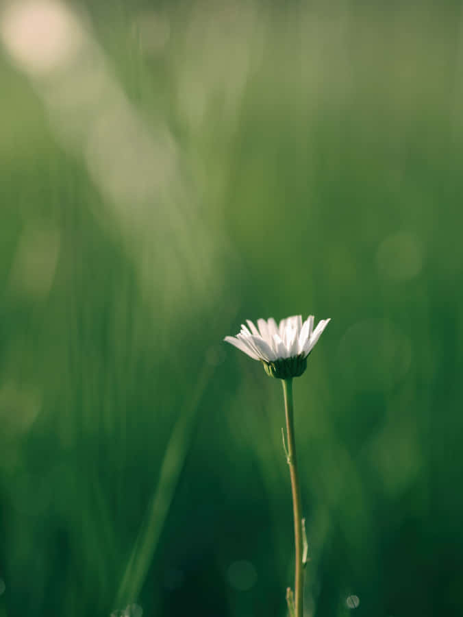 Peaceful Relaxing Wallpaper