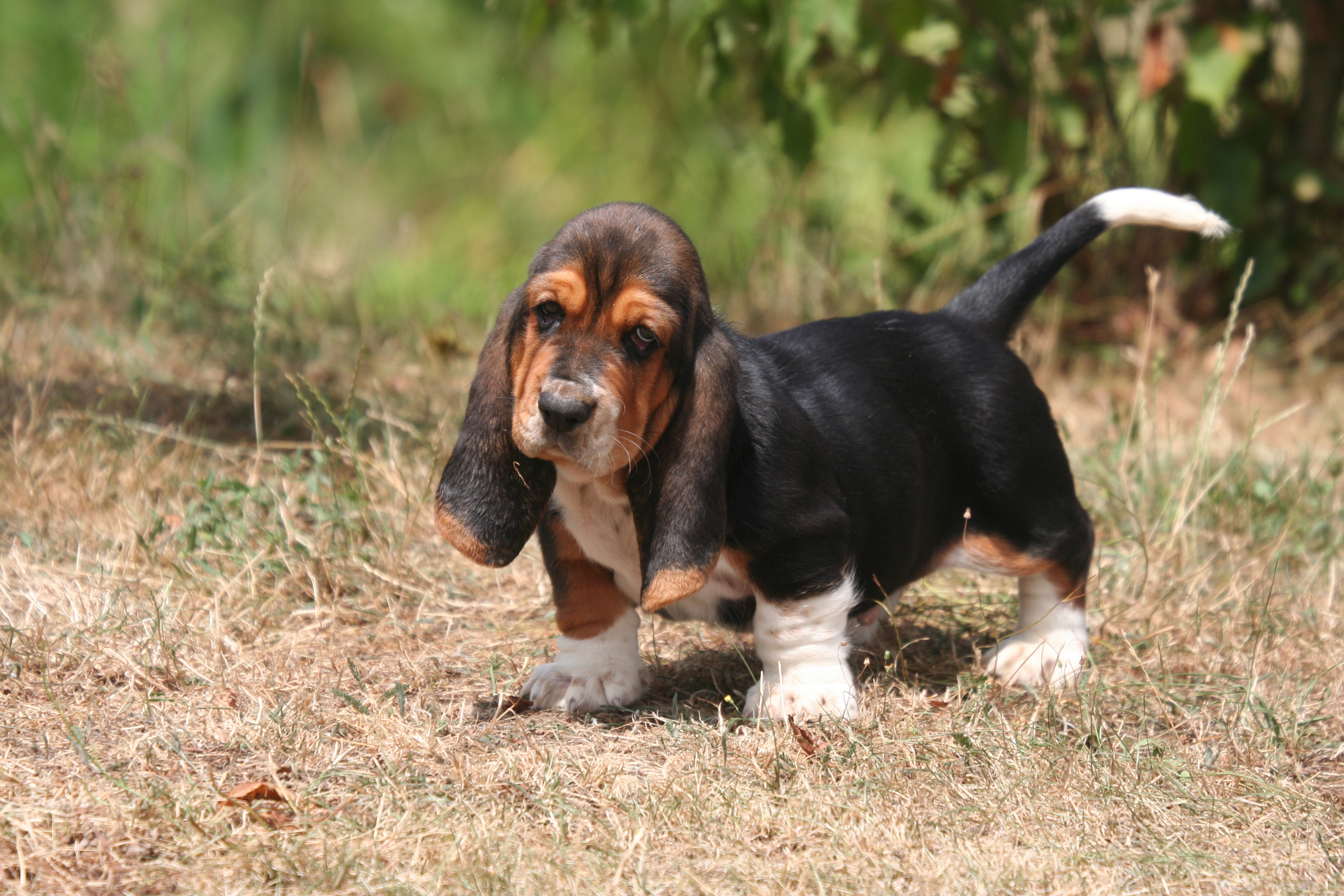 Puppy Basset Hound In Nature Wallpaper And Image