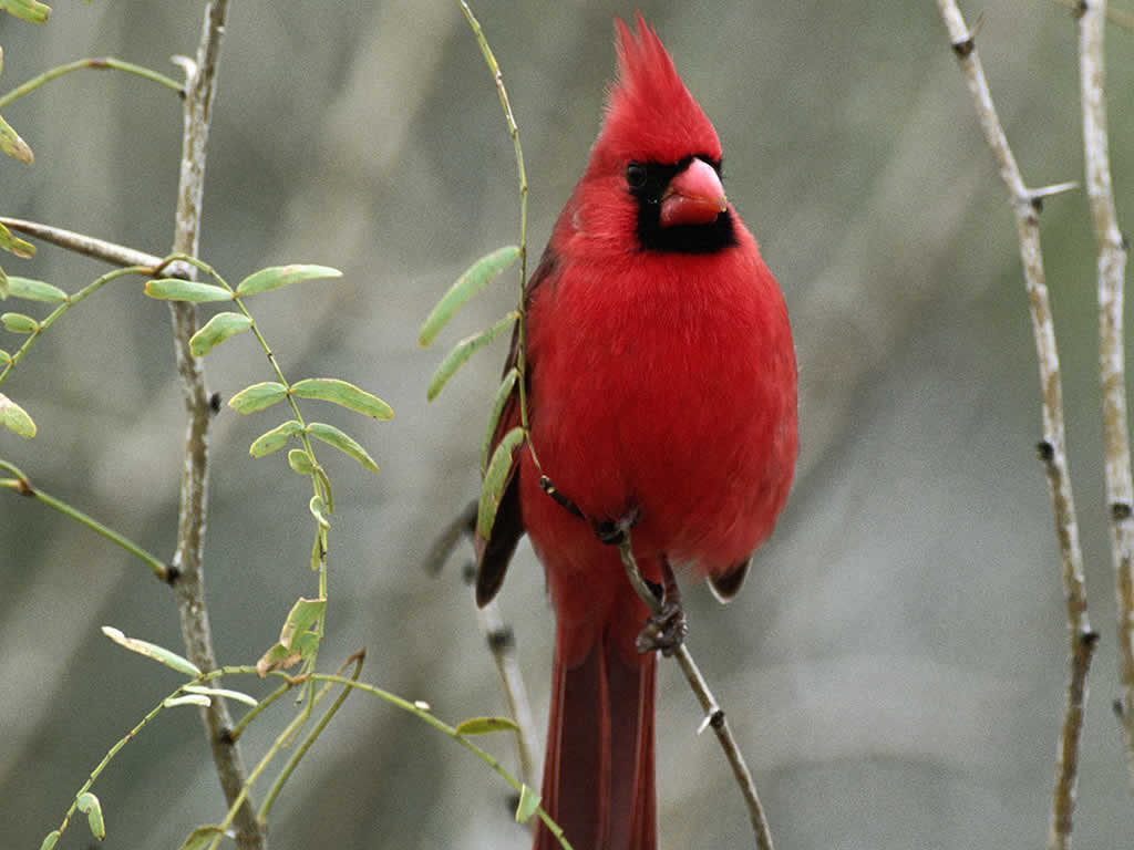 Cardinal Bird Wallpaper Birds