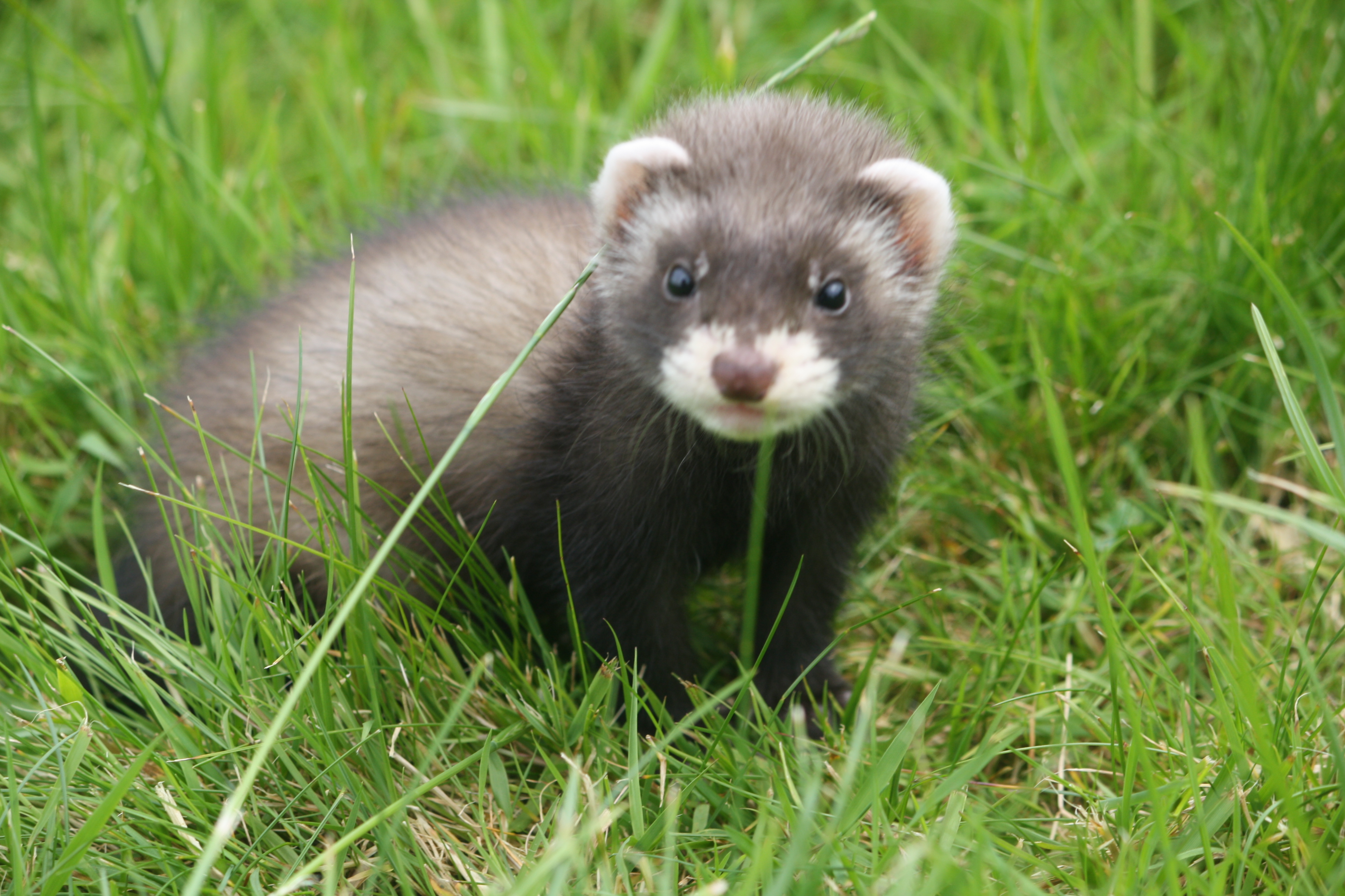 Pictures Of Cute Baby Ferrets Dog Breeds Picture