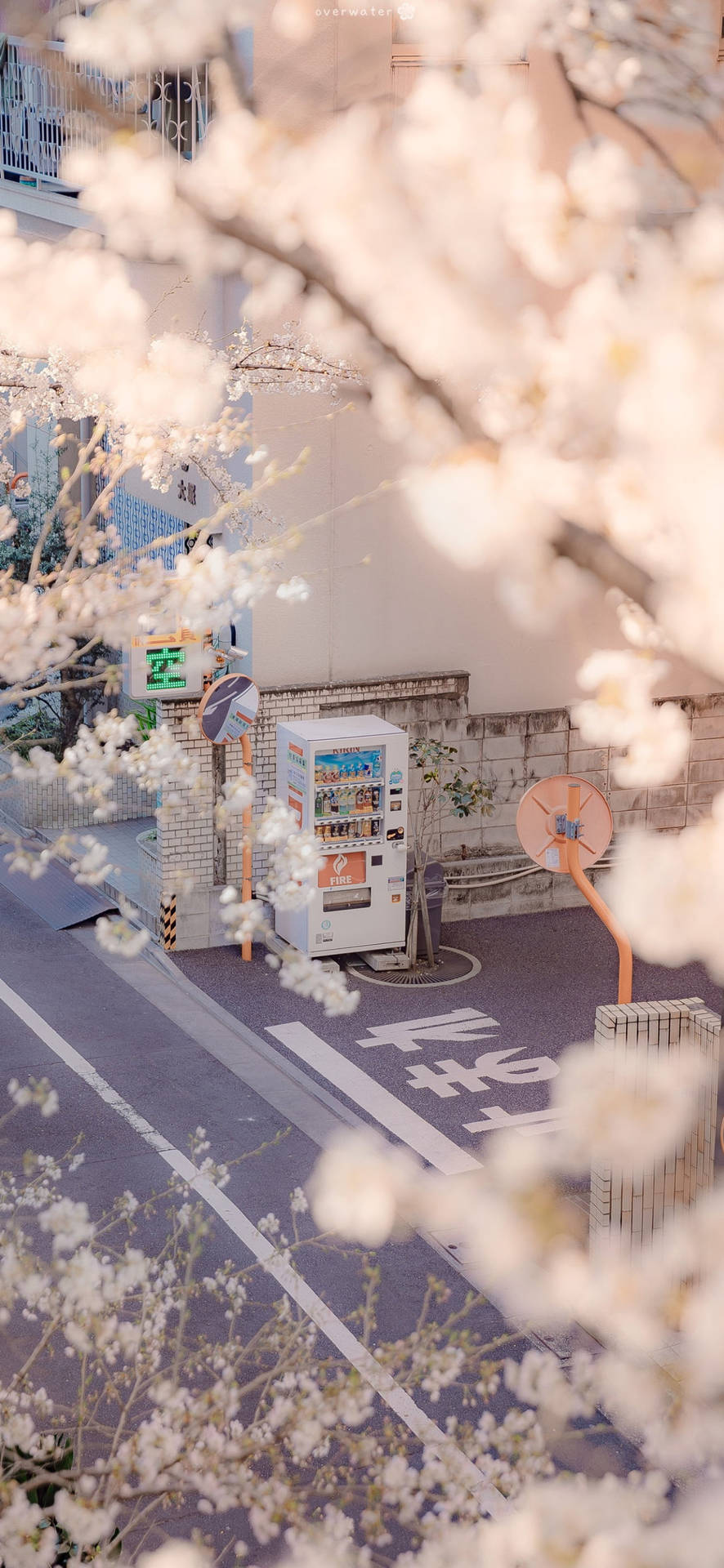Japanese Aesthetic iPhone Vending Machine And Sakura Flowers Lw3qqrfr49bx4r0e Wallpaper