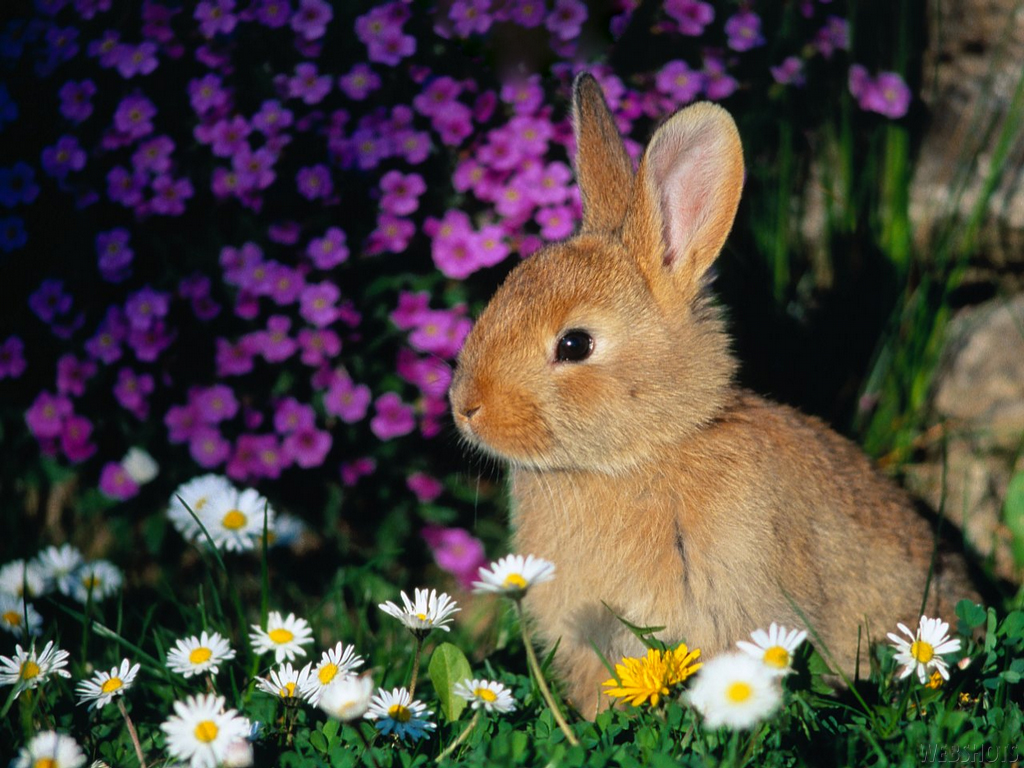 Bunny Rabbits Wallpaper