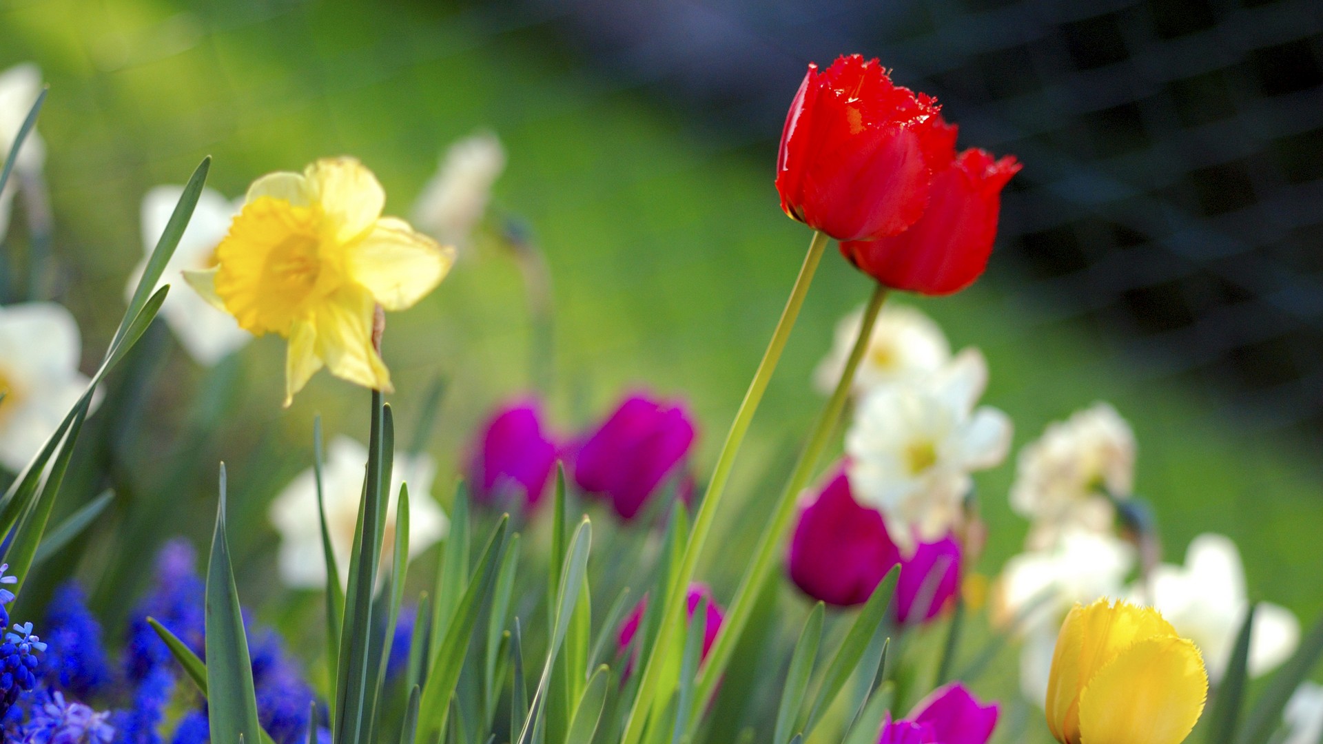 Colorful Garden Flowers HD Image Photography