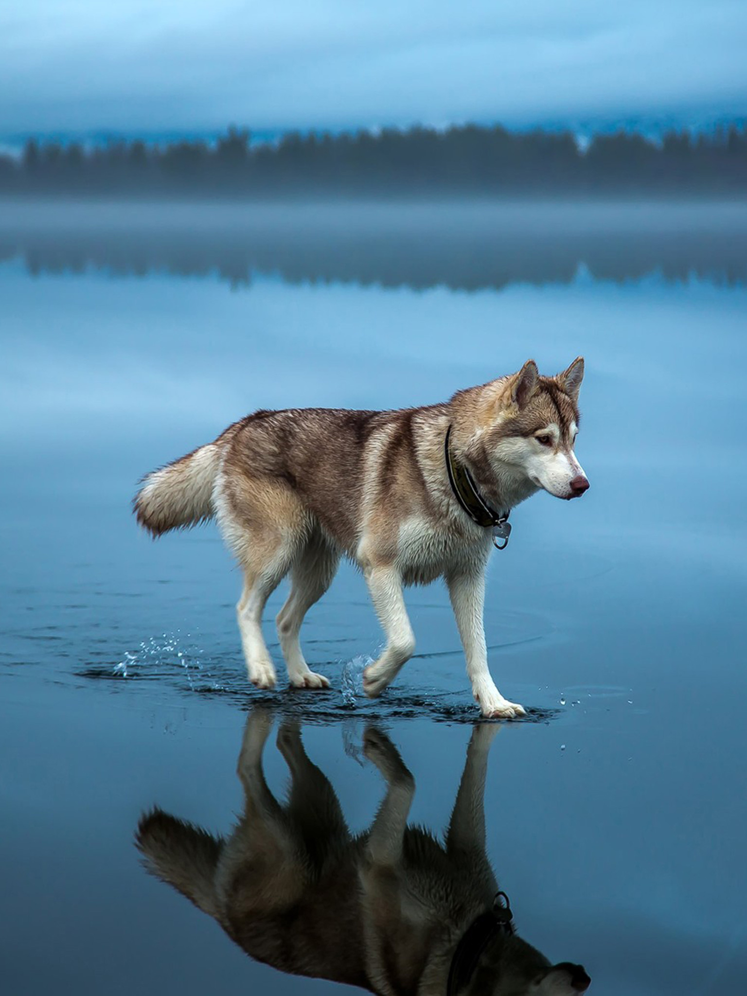 Siberian Husky Water Walking Blue Dog Wallpaper