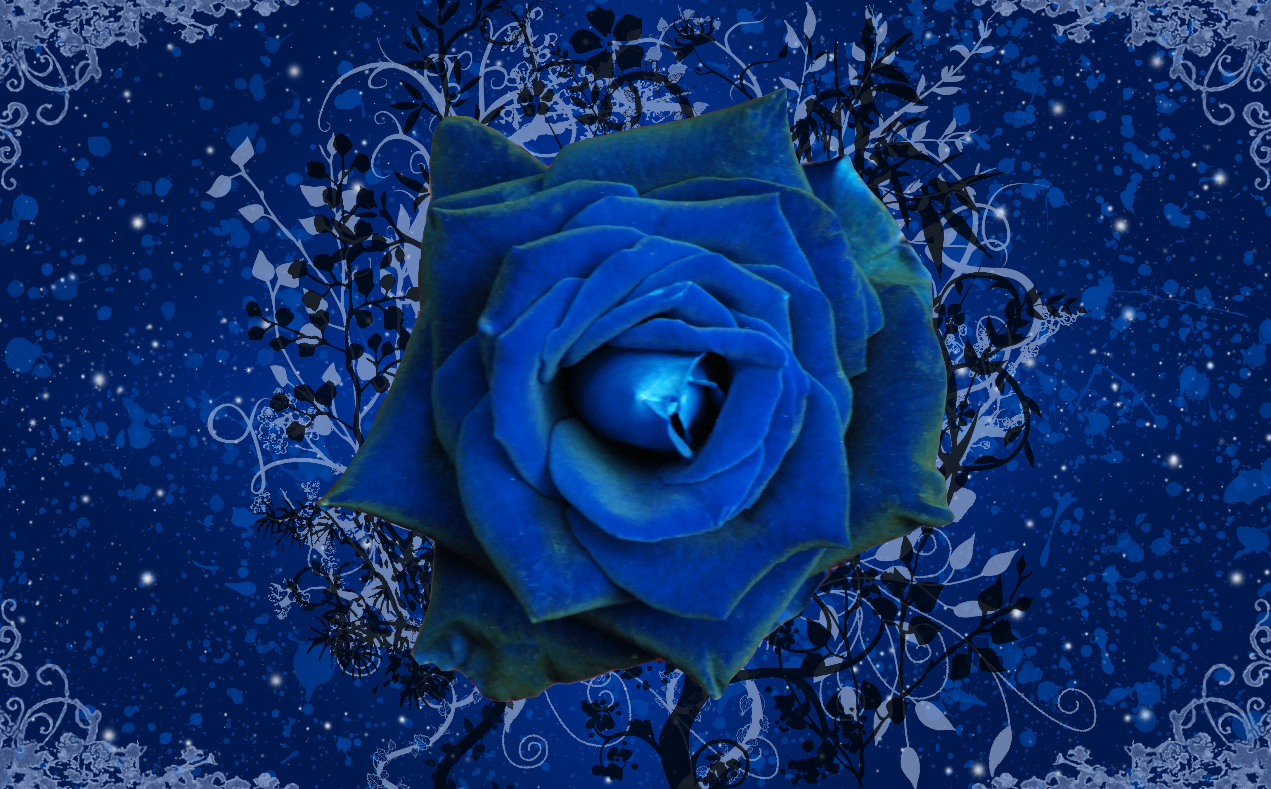 Blue Rose Wallpaper Gallery Yopriceville High Quality Image