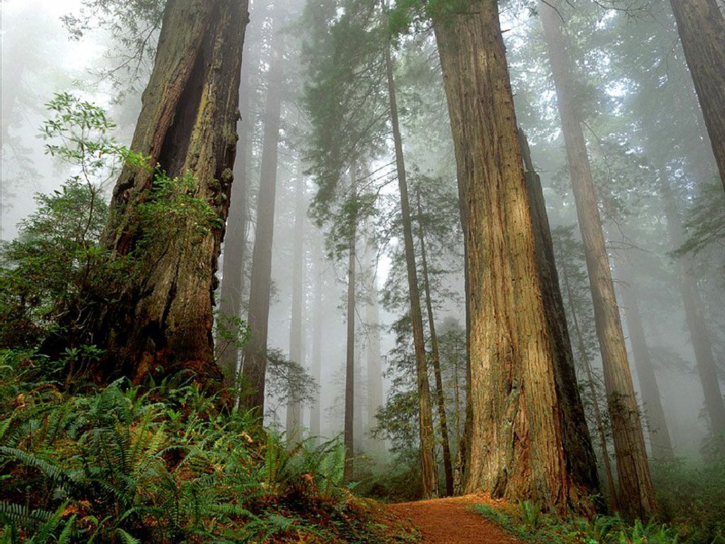 Californian Redwood Nature Wallpaper Image Featuring Trees Woodland