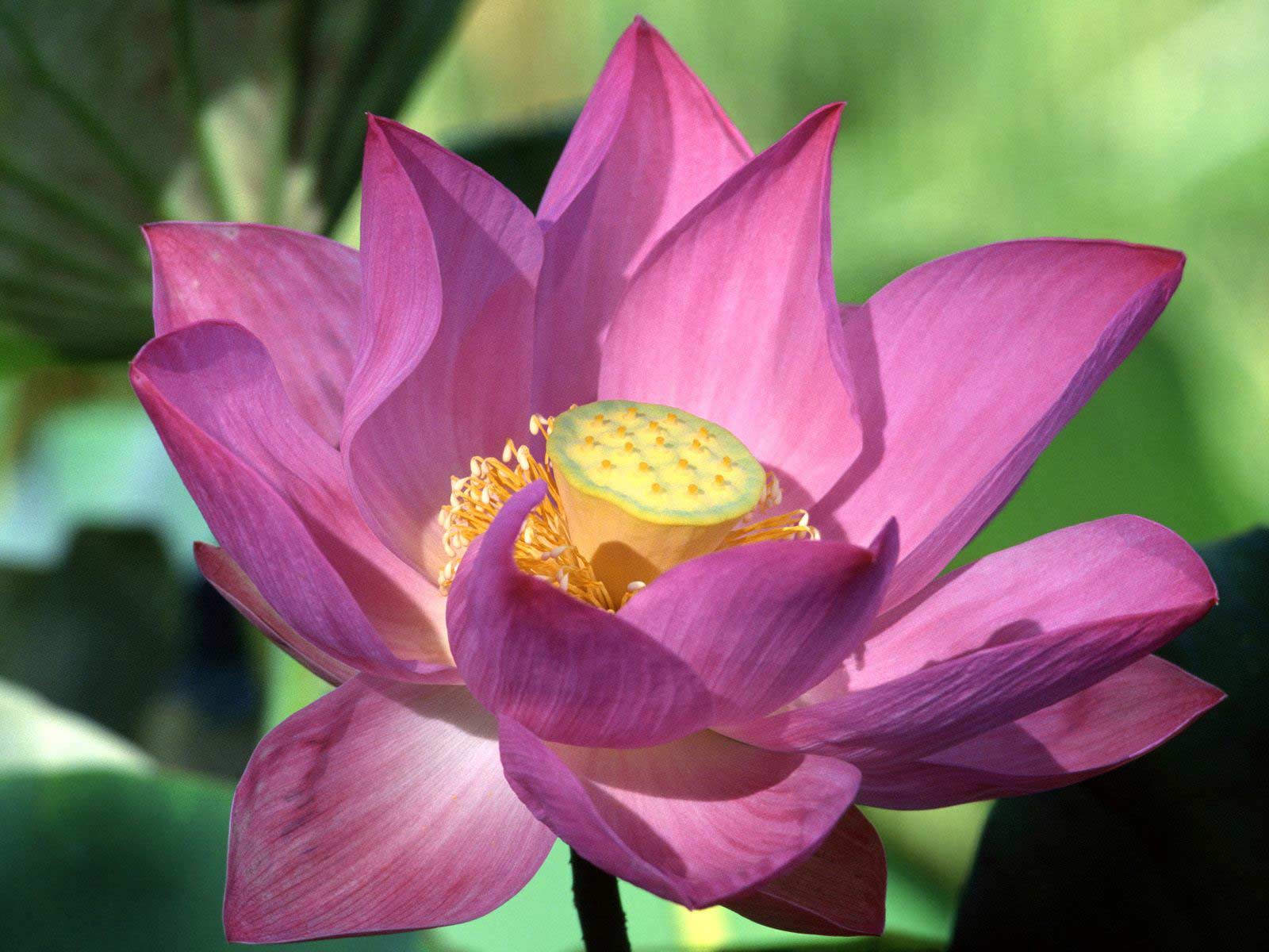 Purple Lotus Flower   Flower HD Wallpapers Images PIctures Tattoos 1600x1200