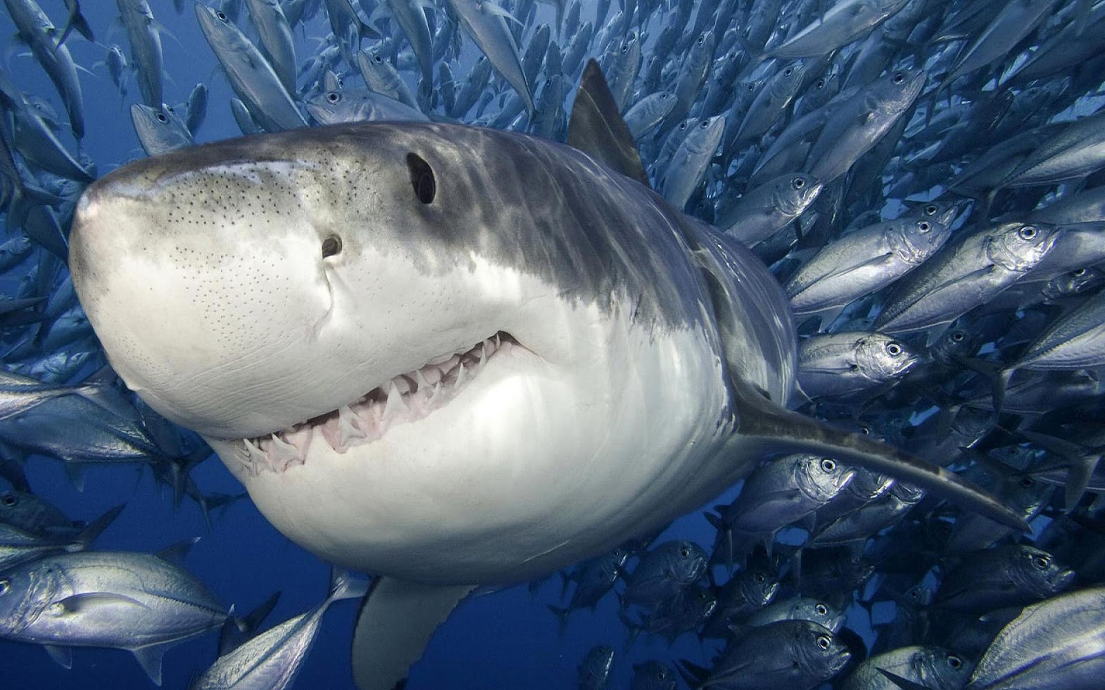 Background Of A Big Ugly Shark Between School Fish