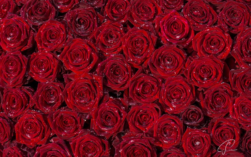Roses Pattern Wallpaper and set the HD Wide Retina or 4K wallpaper