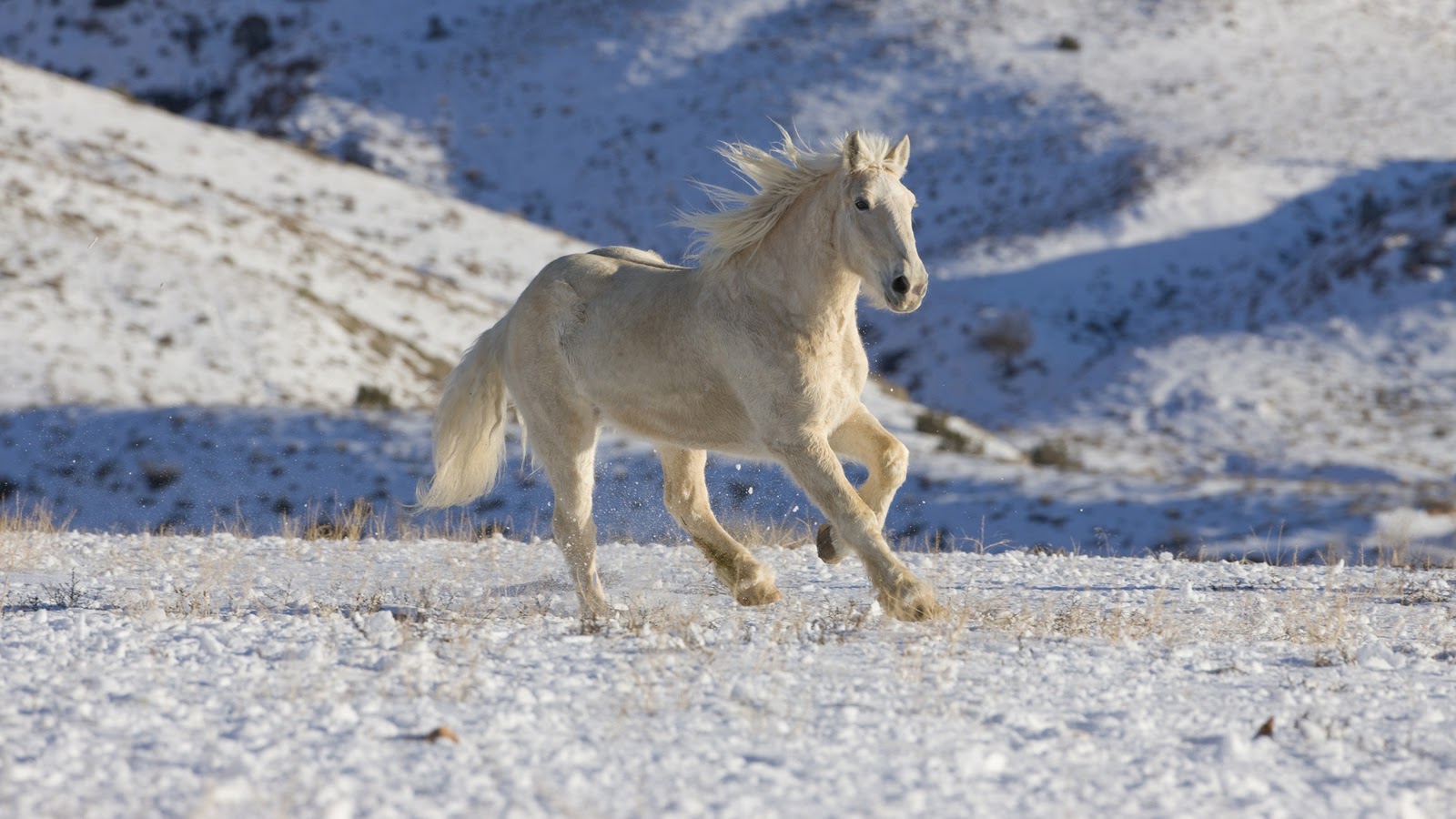 white wild horses