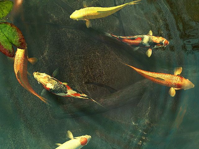 Wallpaper Tumblr Gif Water Stones And Koi Fish 3d Image Num 38