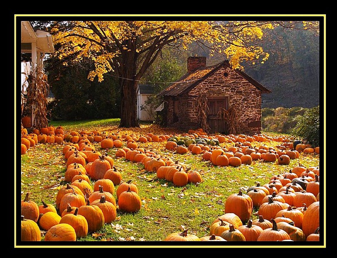 fall pumpkin scenery