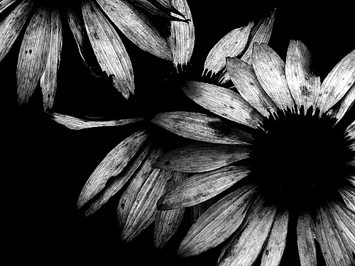Black And White Art Photography Widescreen Wallpaper