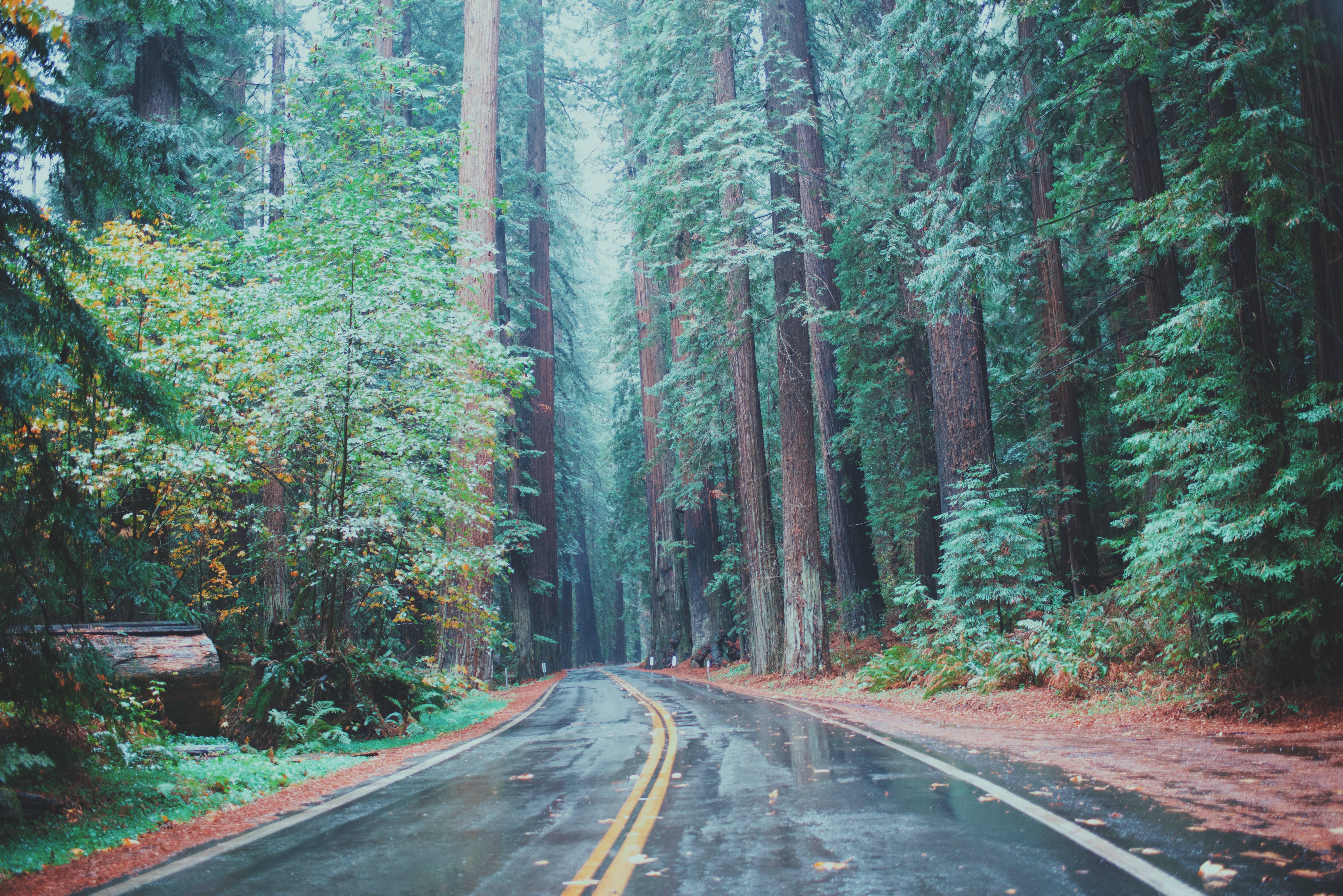 Avenue Of The Giants Humboldt County Ca 4k Wallpaper