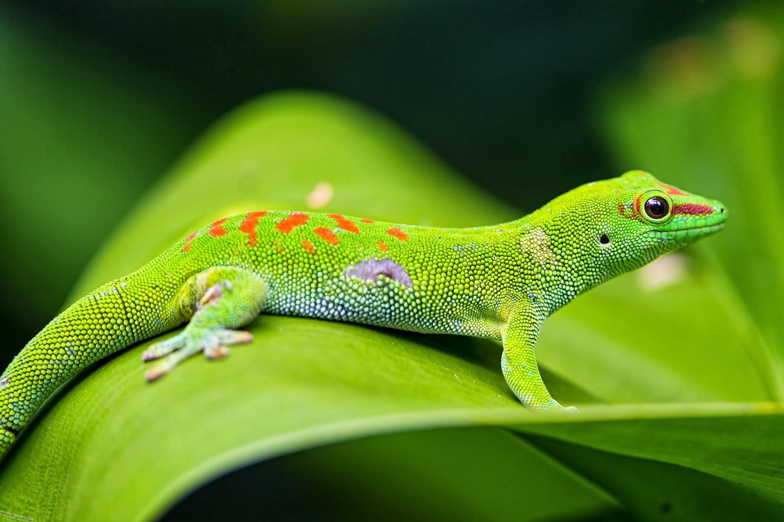 Most Incredible Lizard Wallpaper In HD And