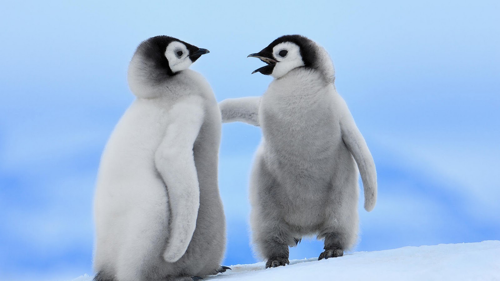 HD Wallpaper Met Twee Schattige Pinguins In De Sneeuw