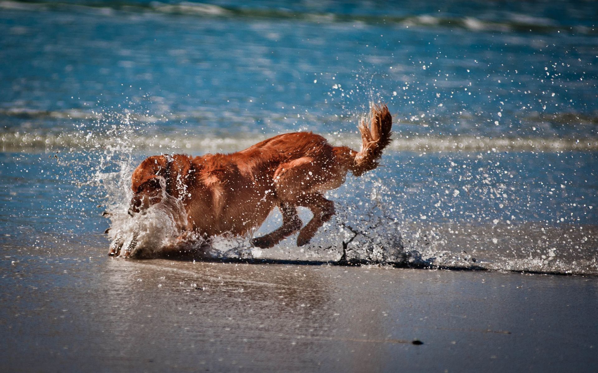 Beach HD Wallpaper Dog Playing On The