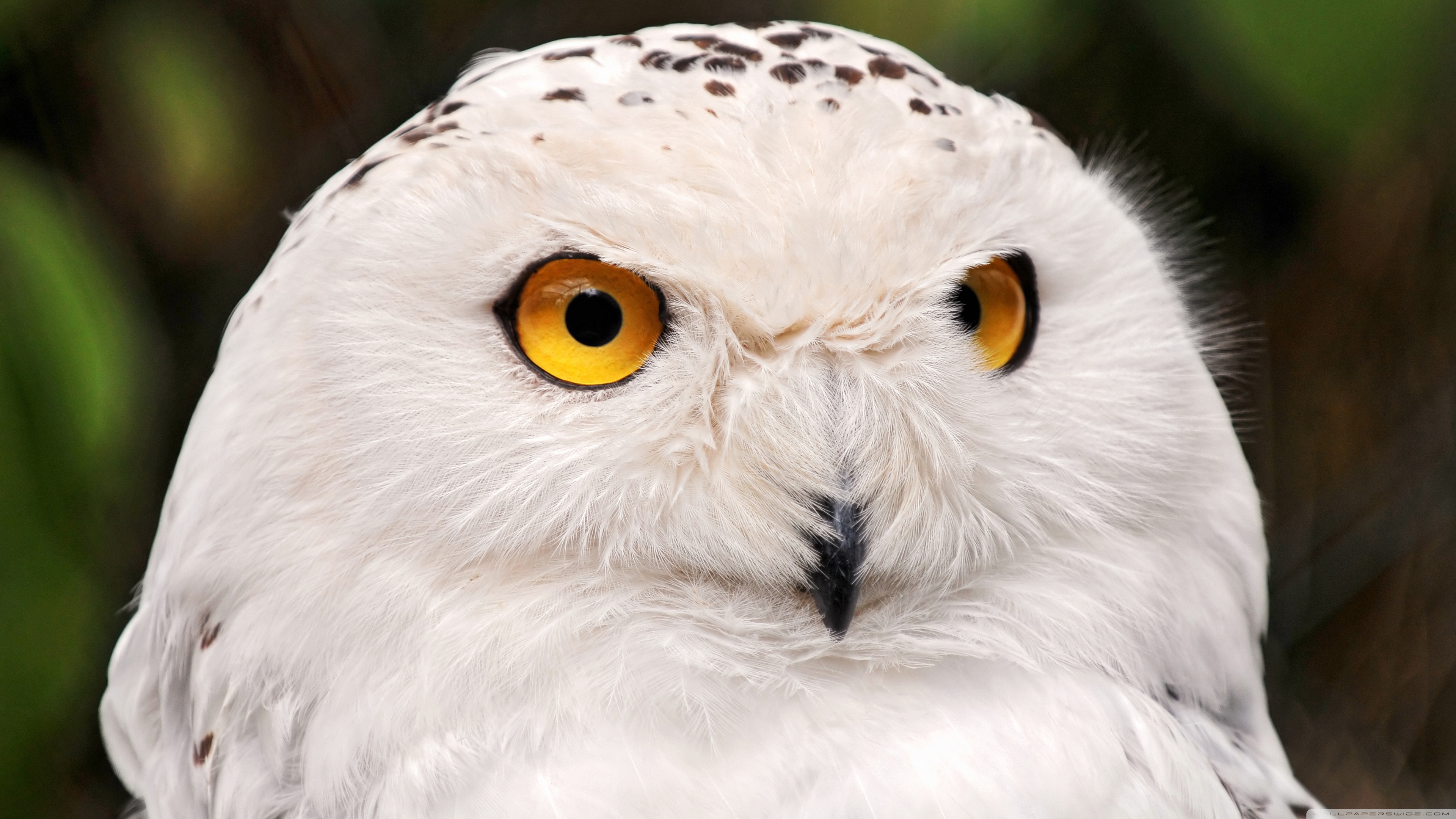 White Owl Wallpaper