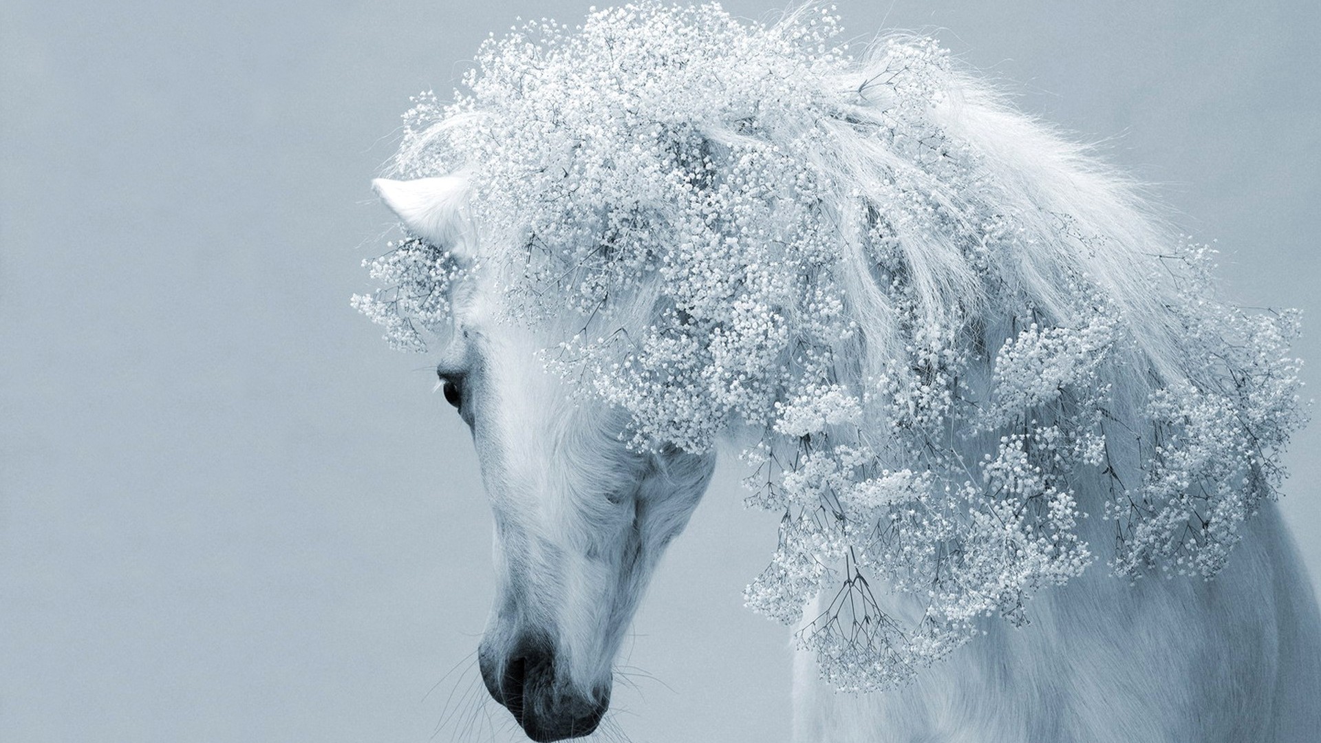 White Horse Wallpaper HD Magic4walls