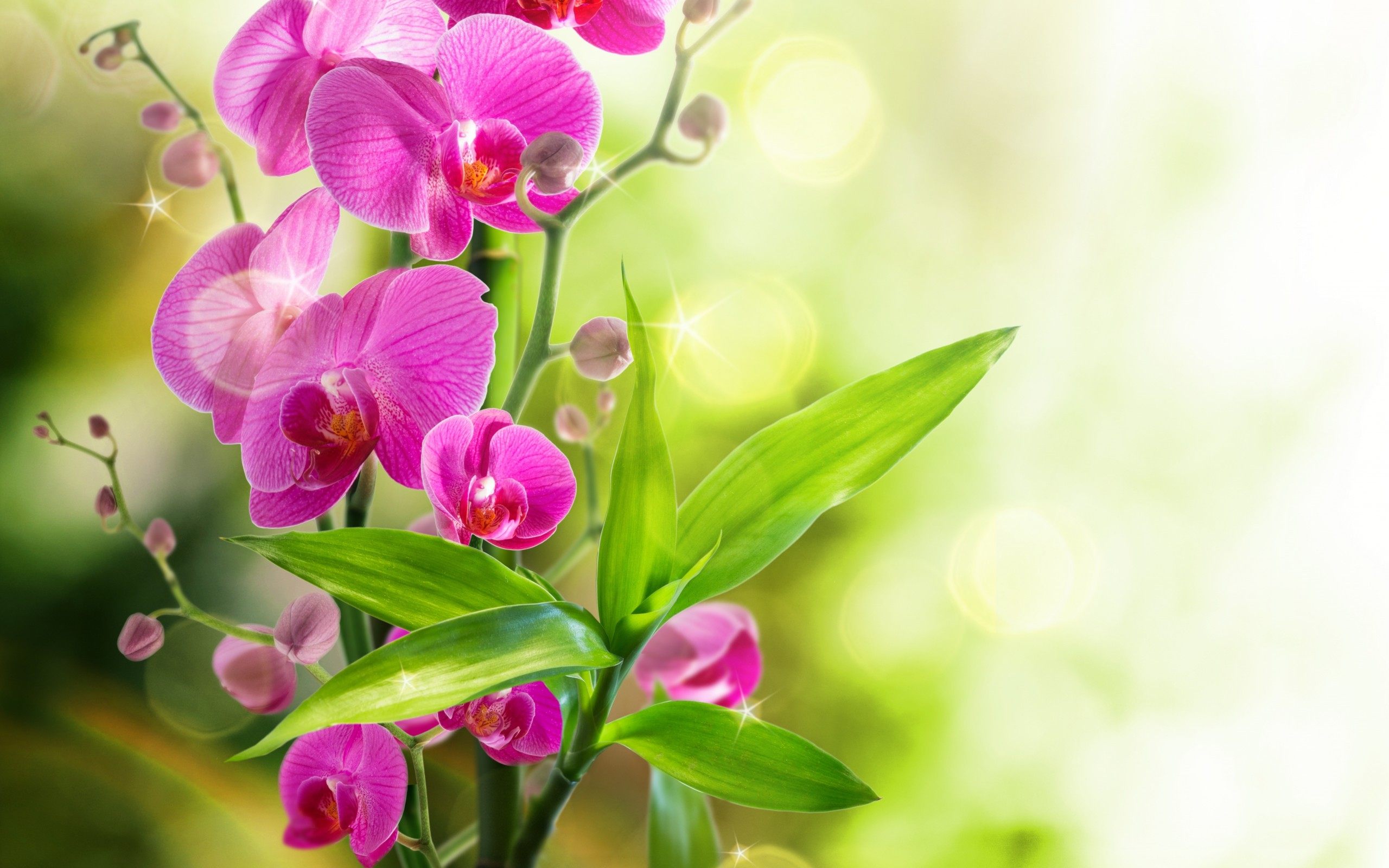 Orchid Flowers Wallpaper HD For Desktop Of Beautiful