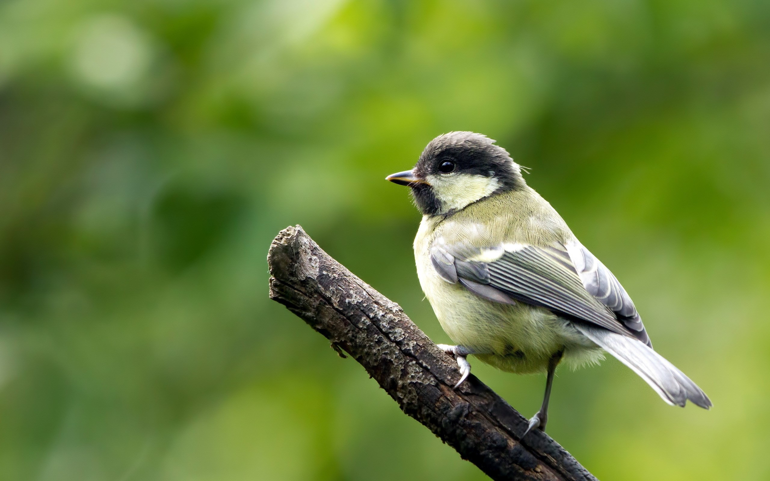 Branch Birds Wallpaper