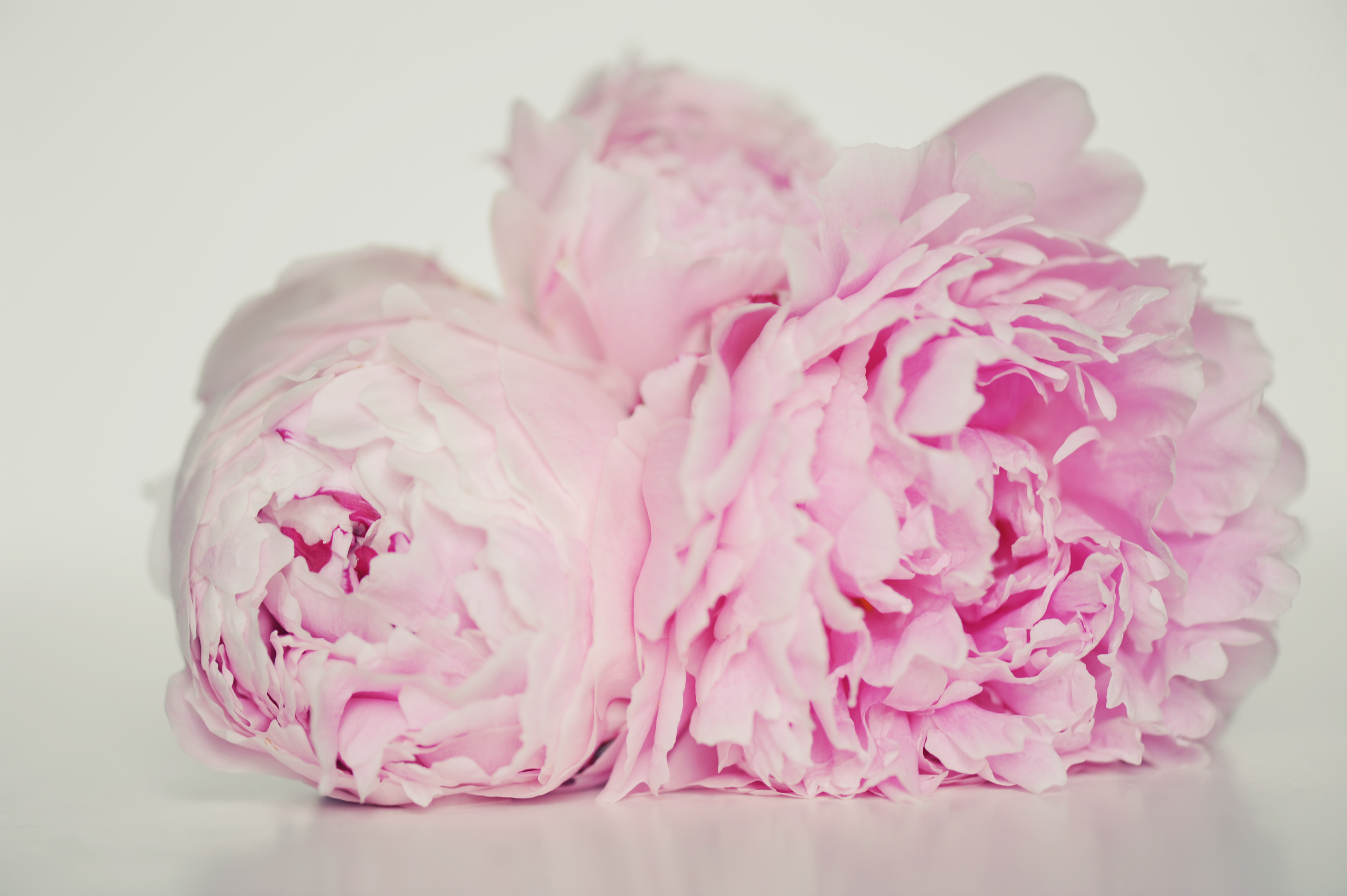 Pink Peony Photography Wallpaper Plant Desktop Background Car Pictures